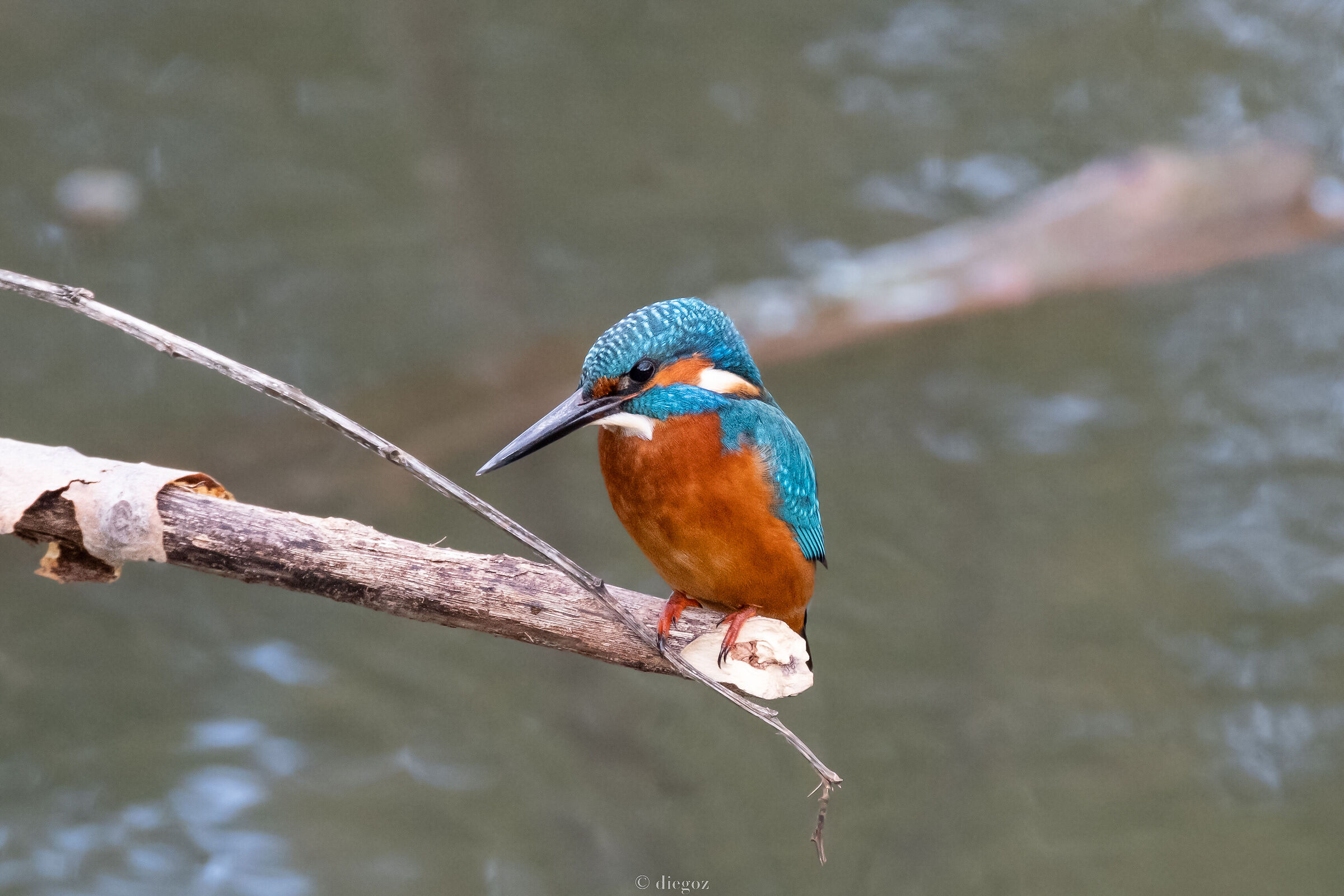 King Fisher