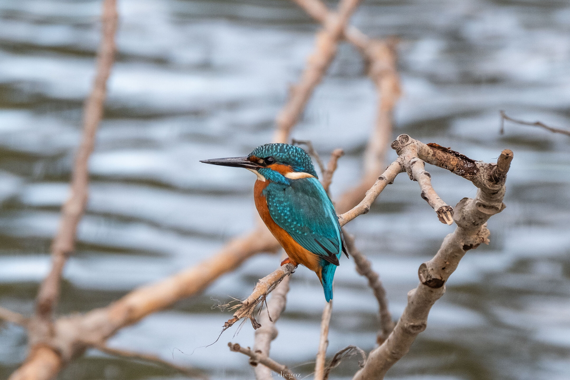 King Fisher