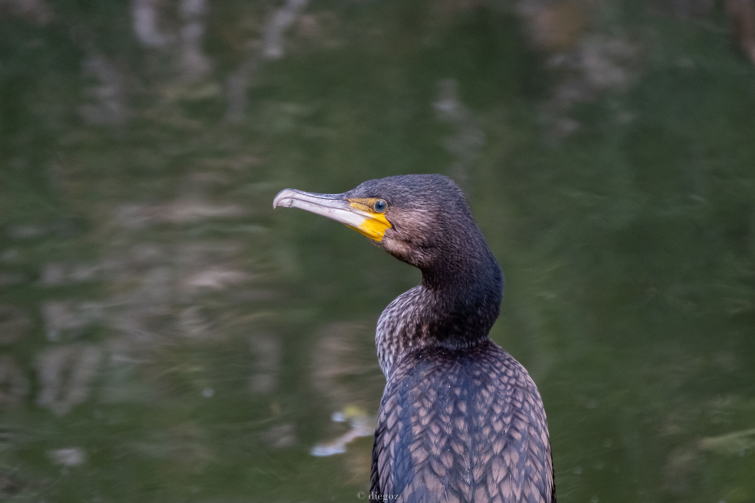 cormorano