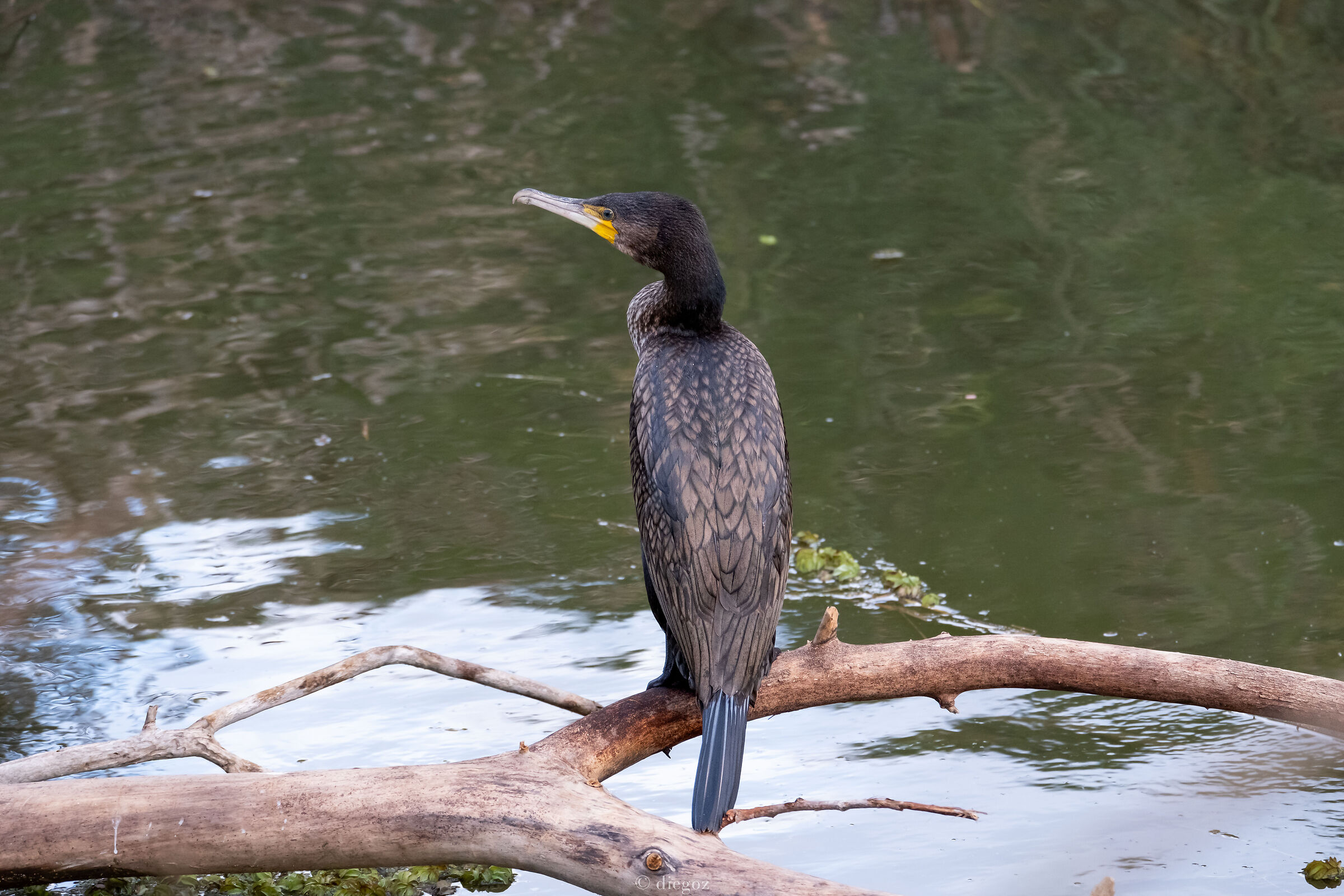 cormorano