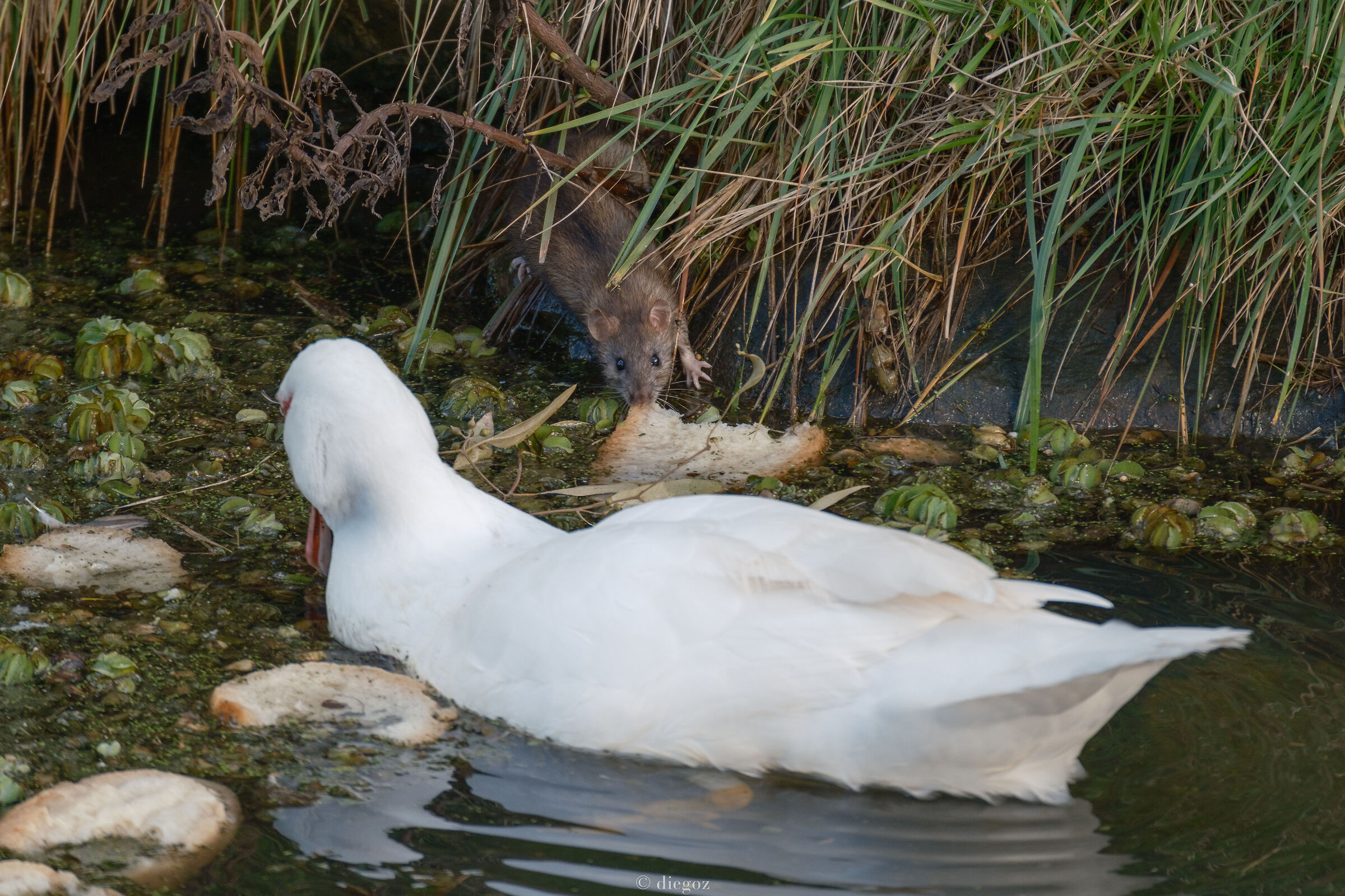 e mo' tu che vuoi???