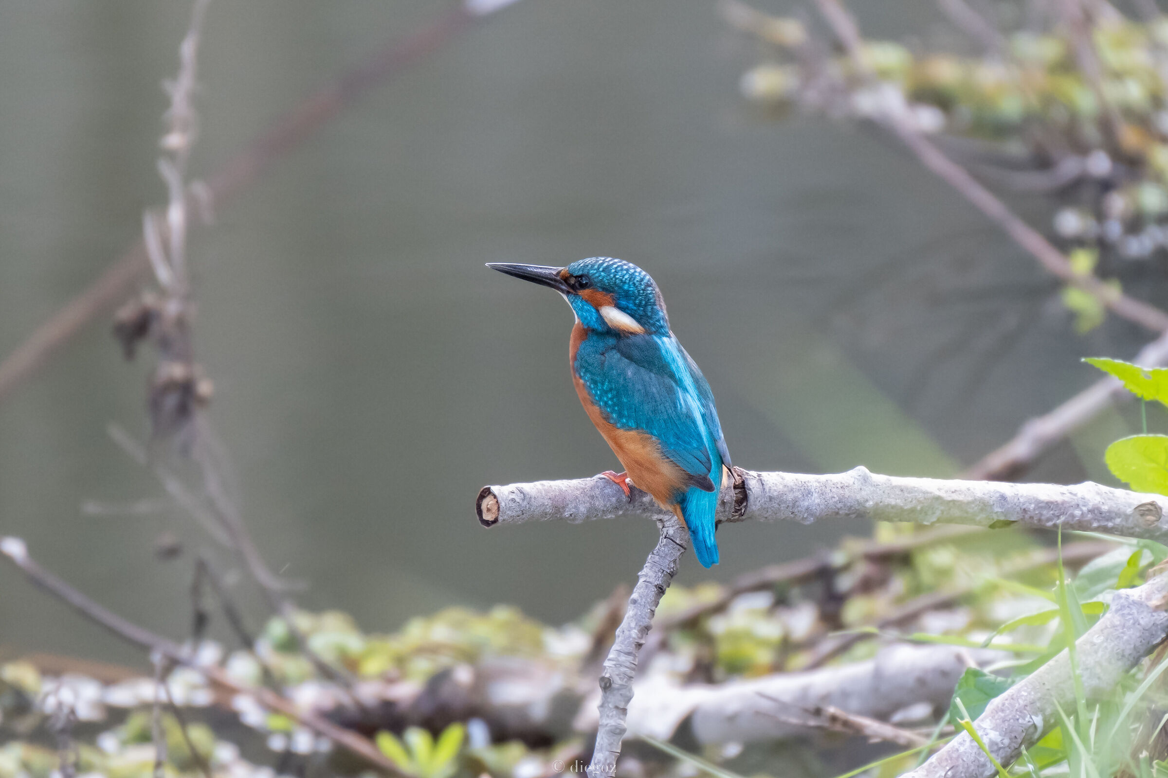 King Fisher