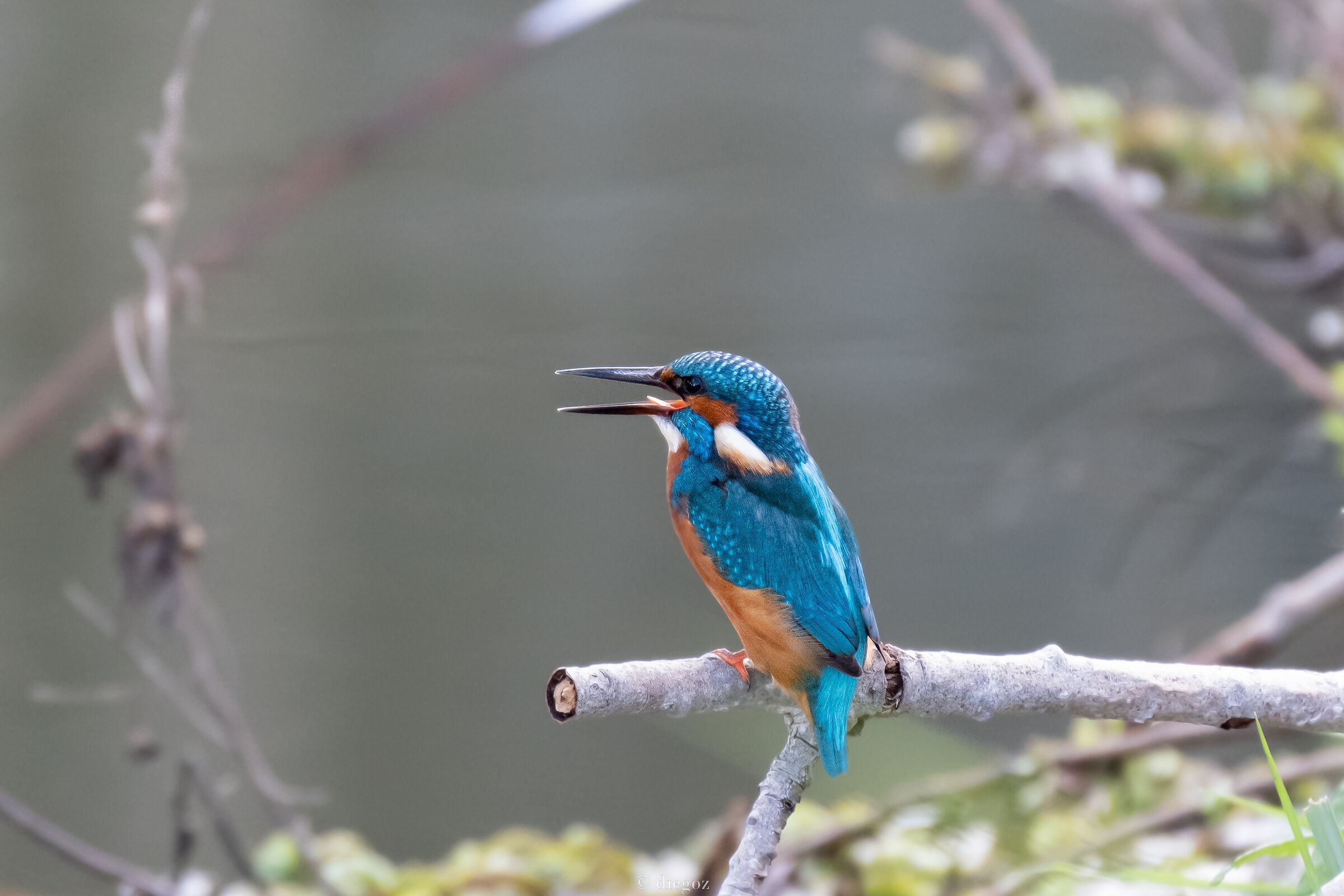 kingfisher "urbano"