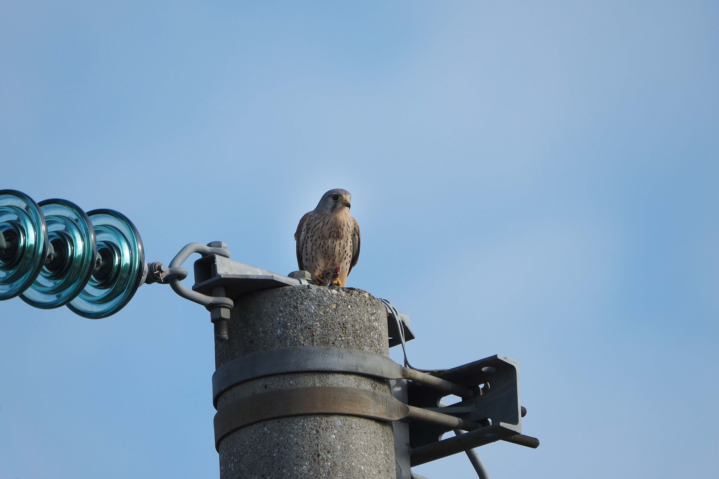 Kestrel with prey