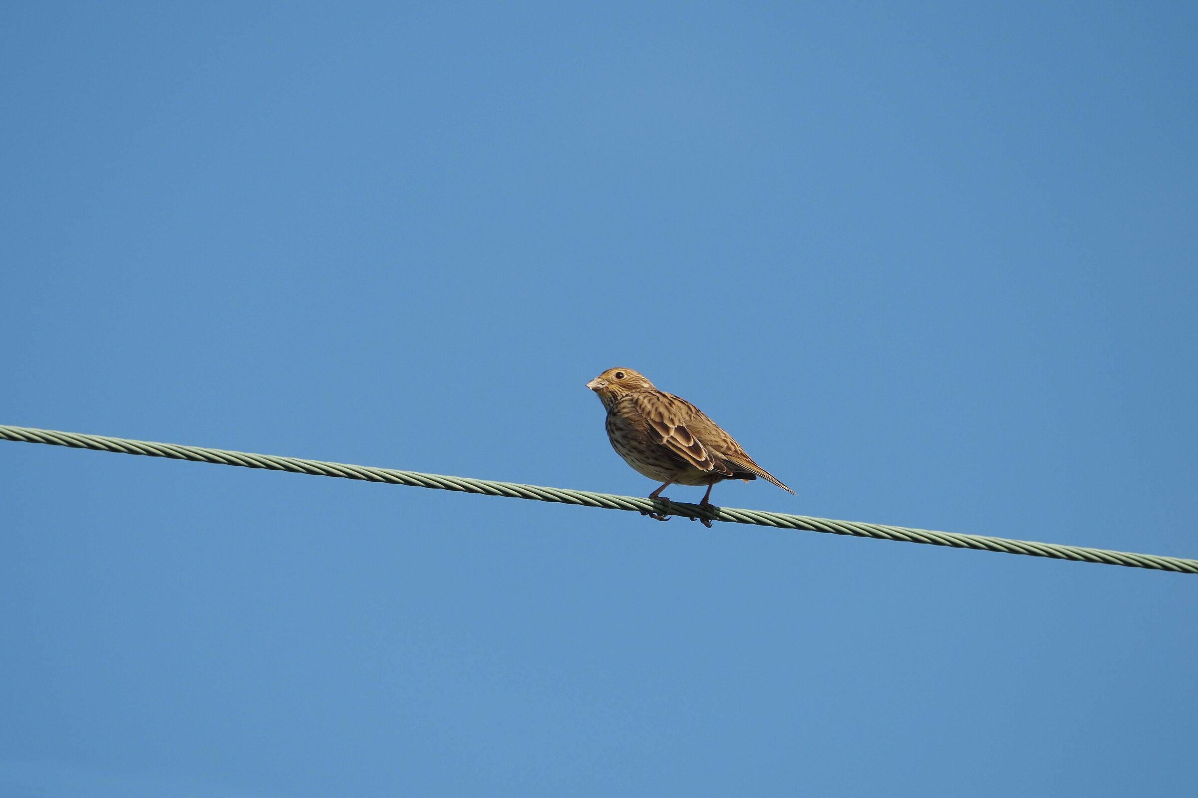 Corn bunting