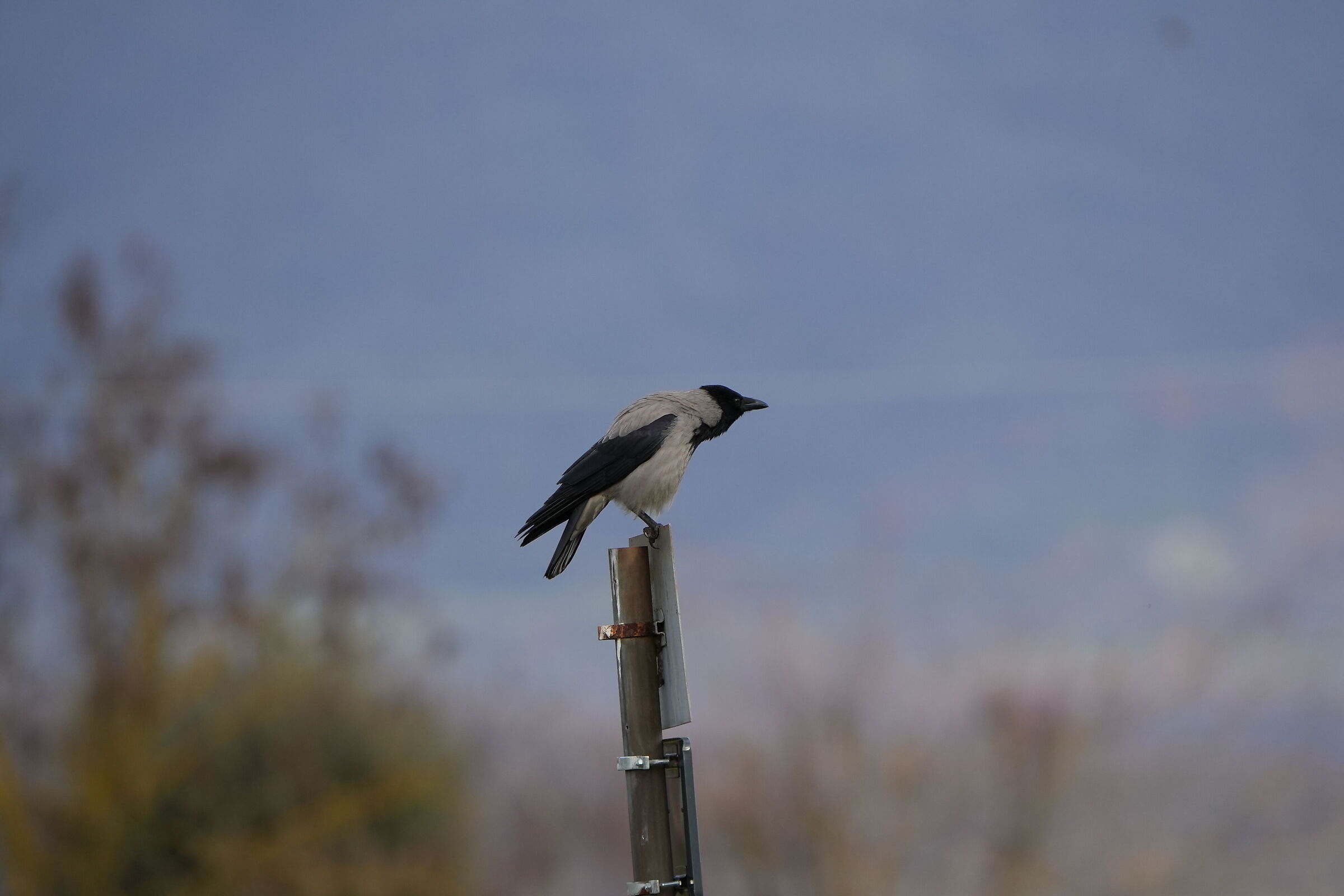 CrowCheGracchiaConForza