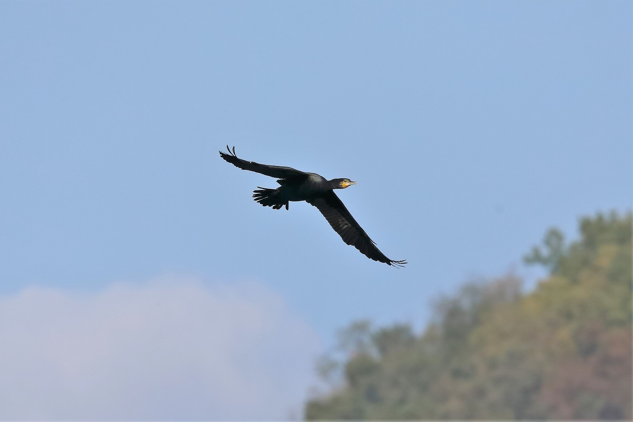 cormorano 26-10-2022