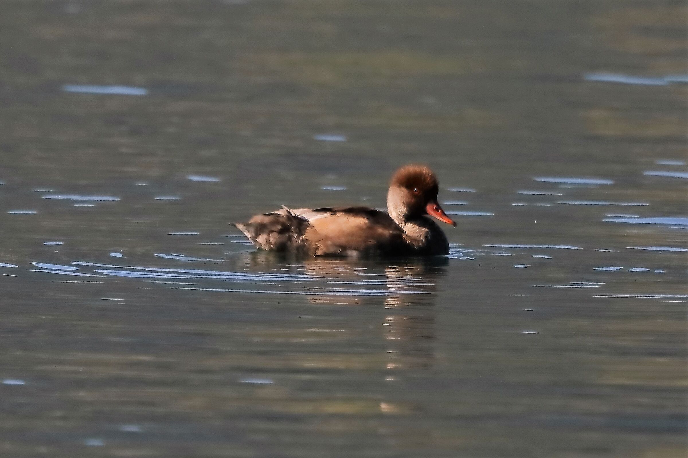 fistone turco 27-10-2022