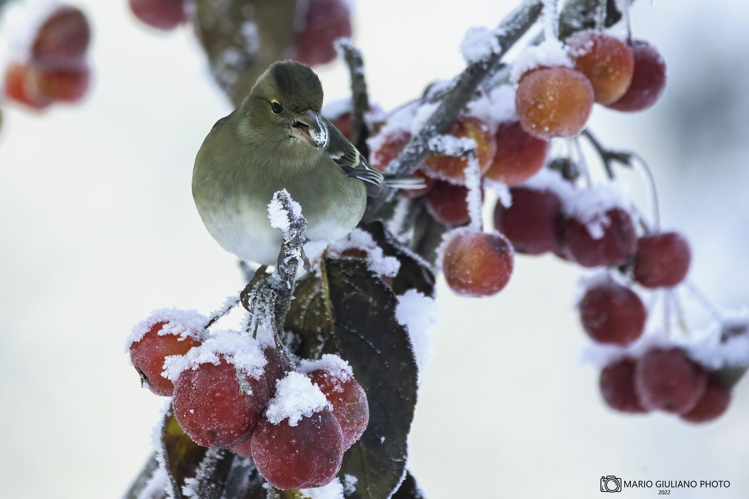 Chaffinch