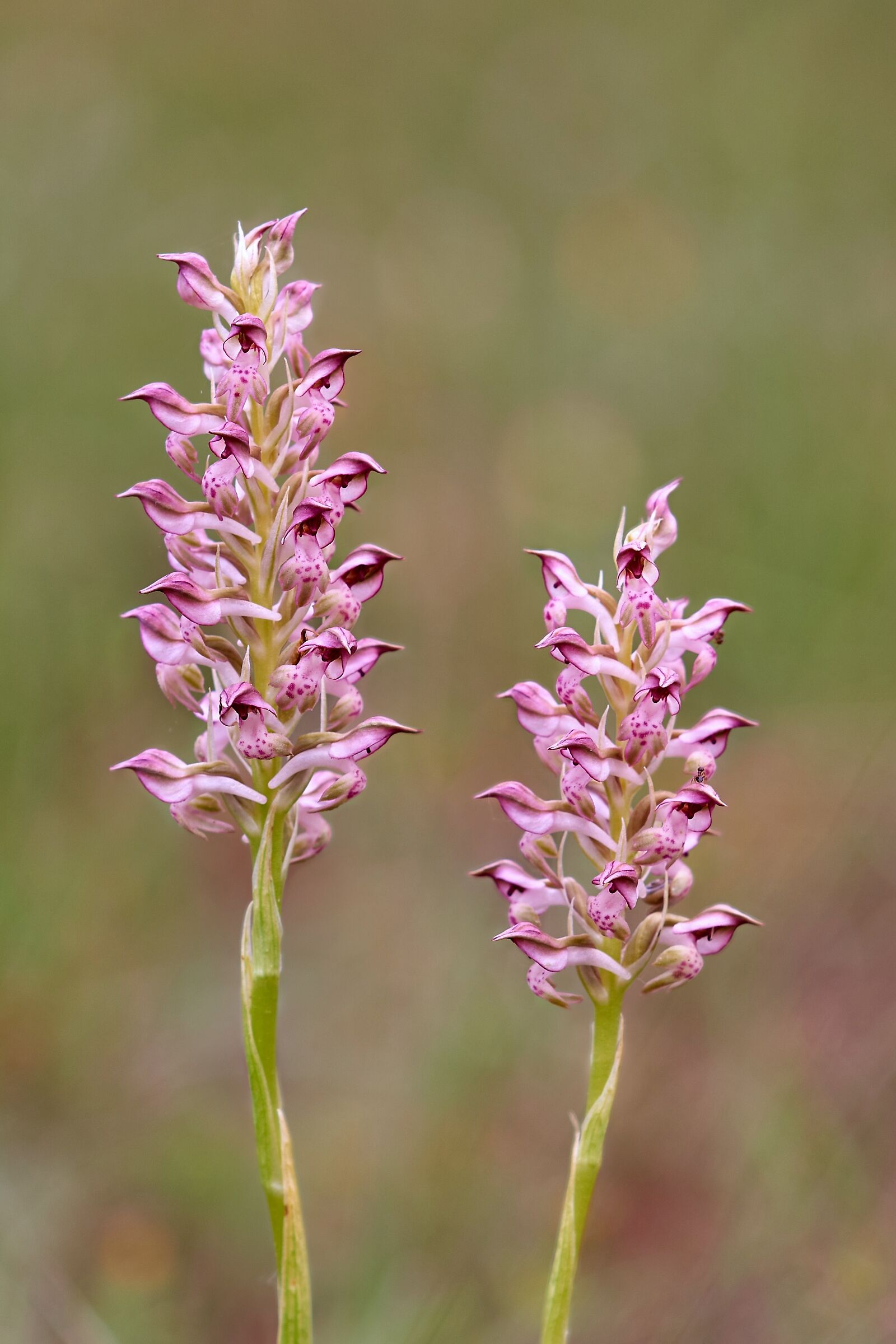 Anacamptis coriophora subsp. fragrans