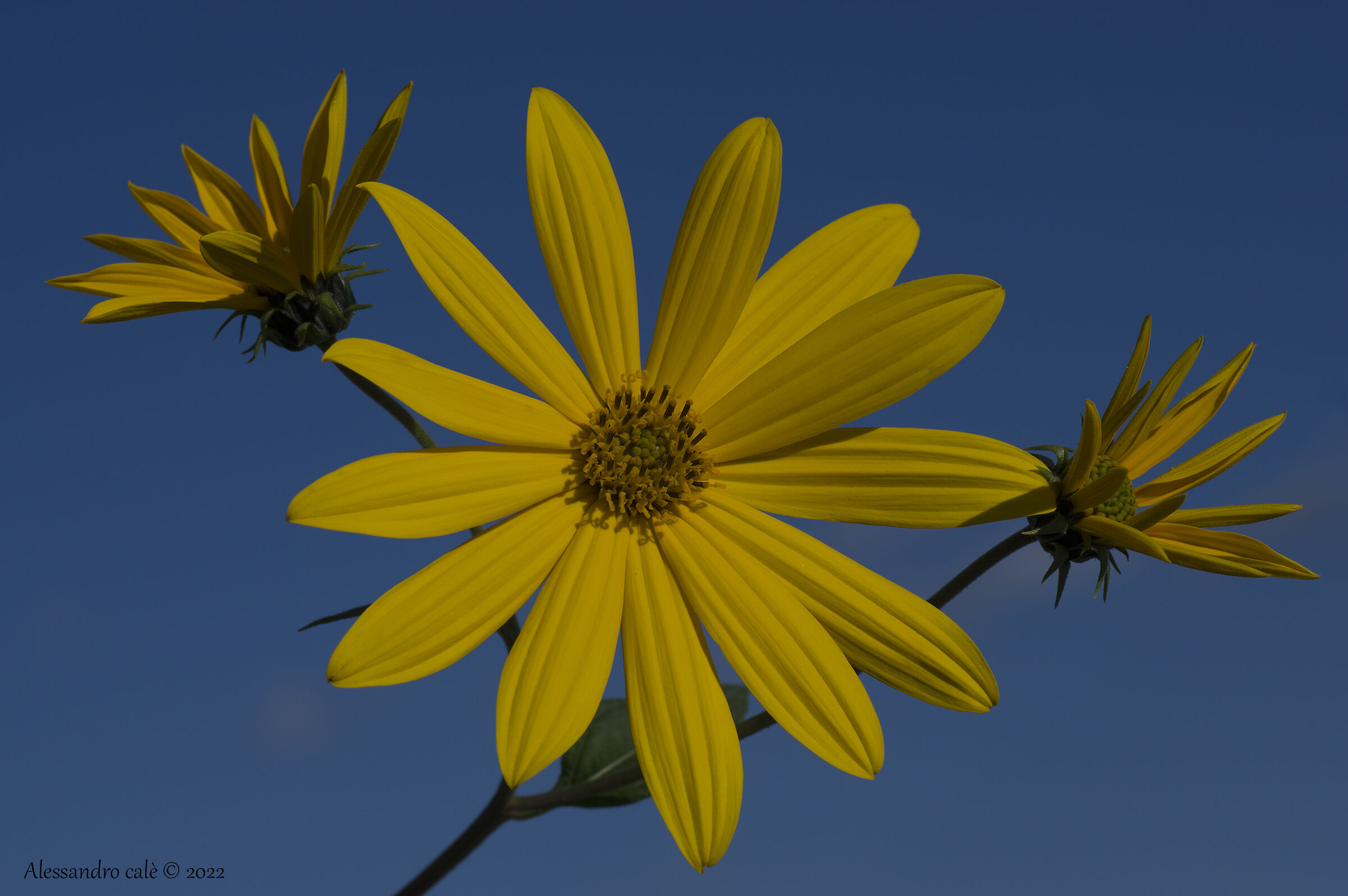 Helianthus tuberosus 8733