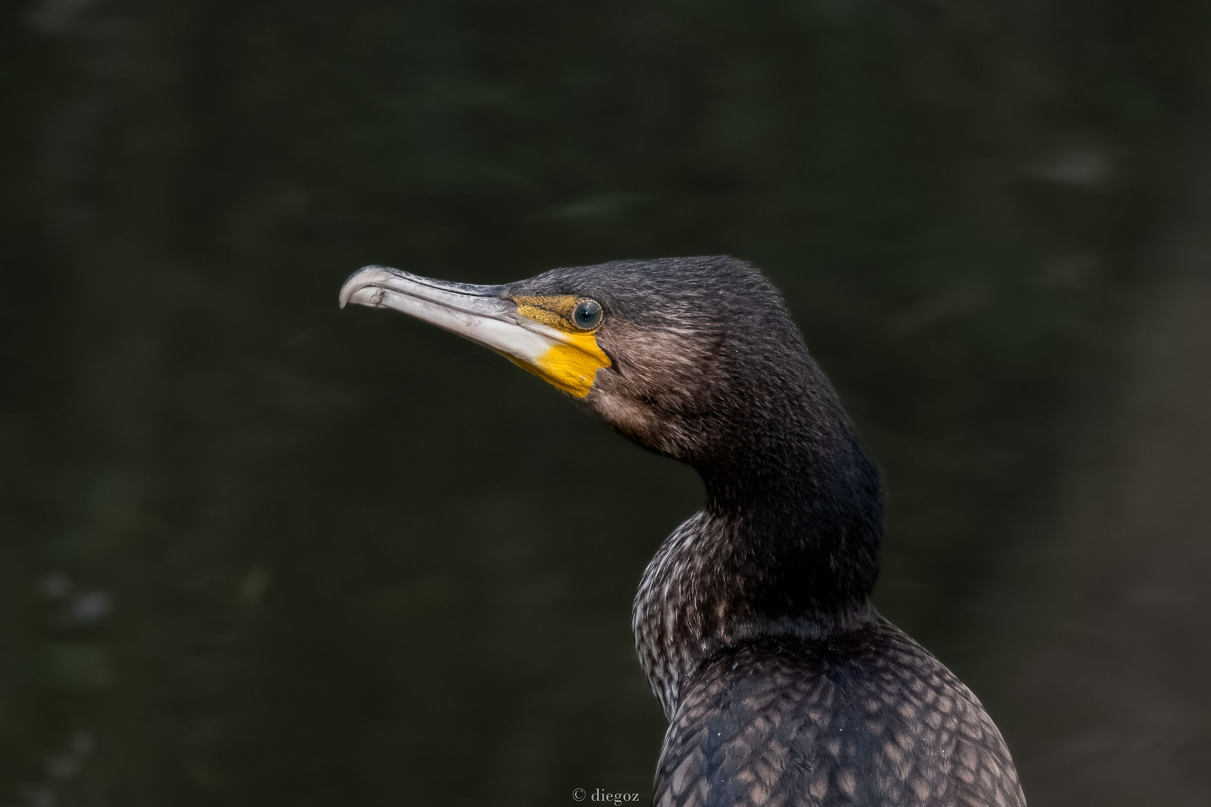 Cormorano
