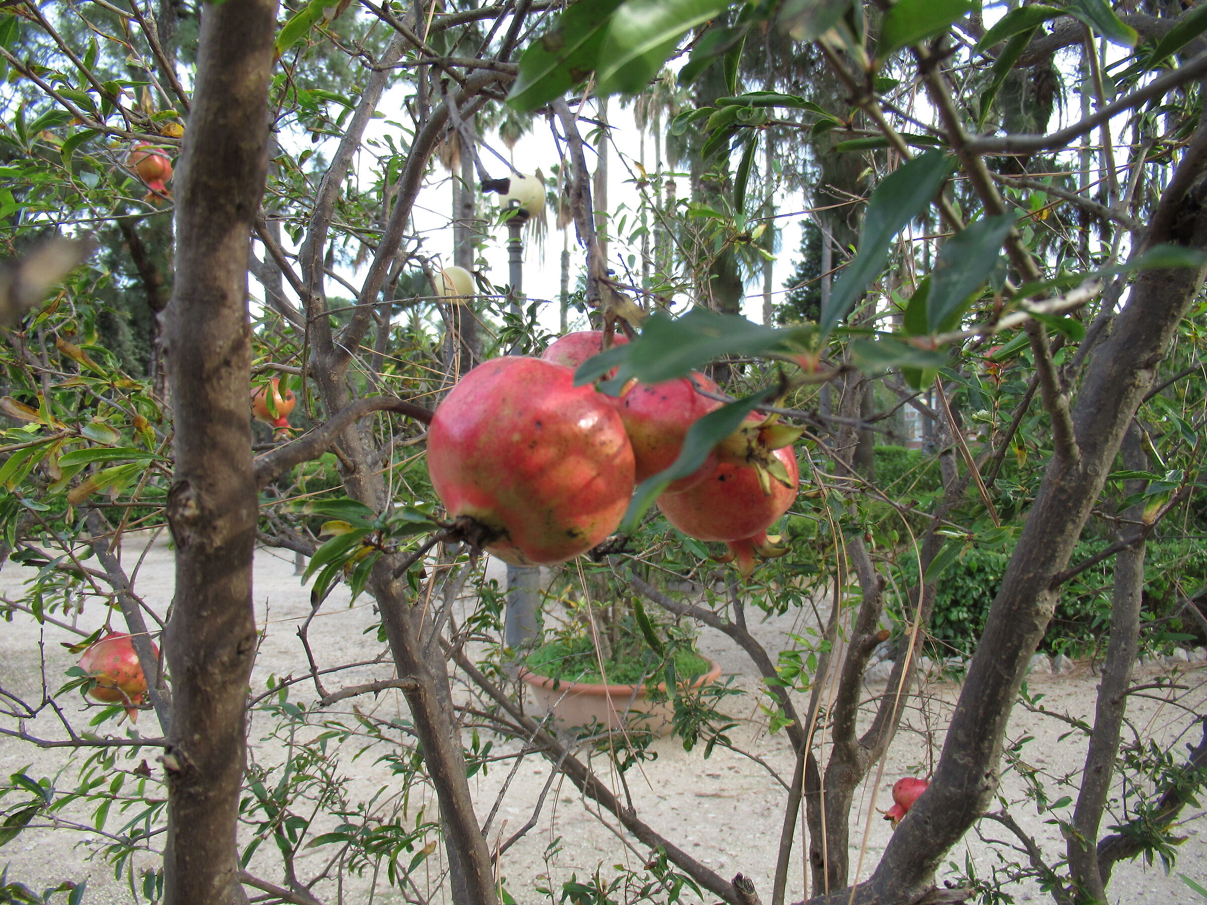 POMEGRANATES