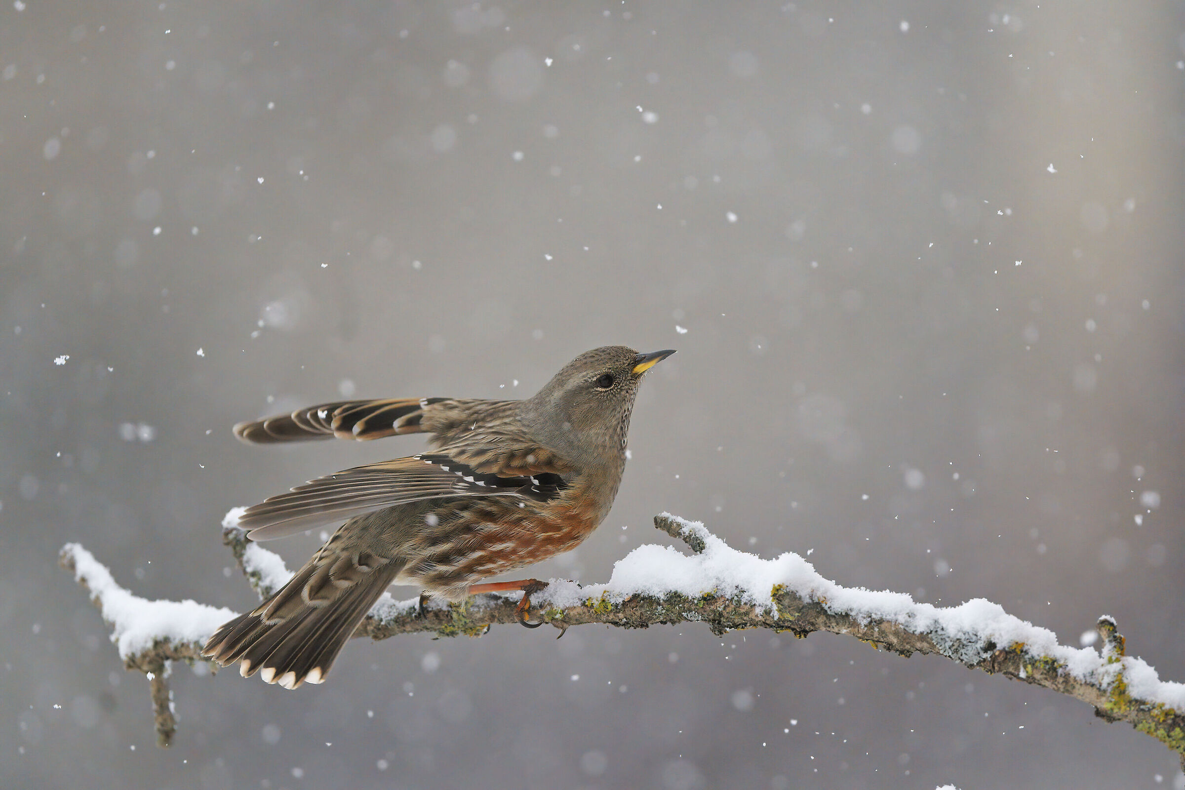 The Sordone and the snow
