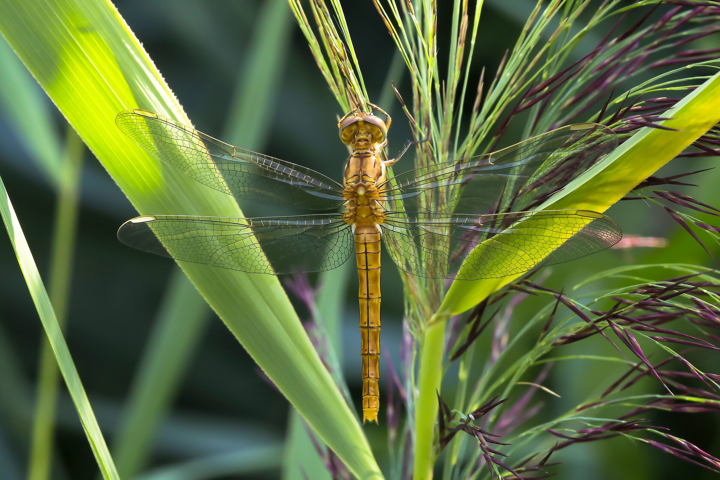 Orthetrum brunneum