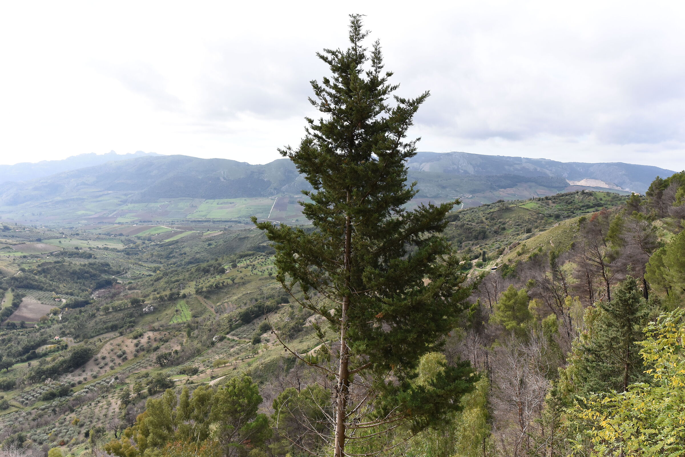 " ISO 2.0 0 0 ", F. 5.6, 1/ 4.0 0 0- Sigma 28, 1.4...