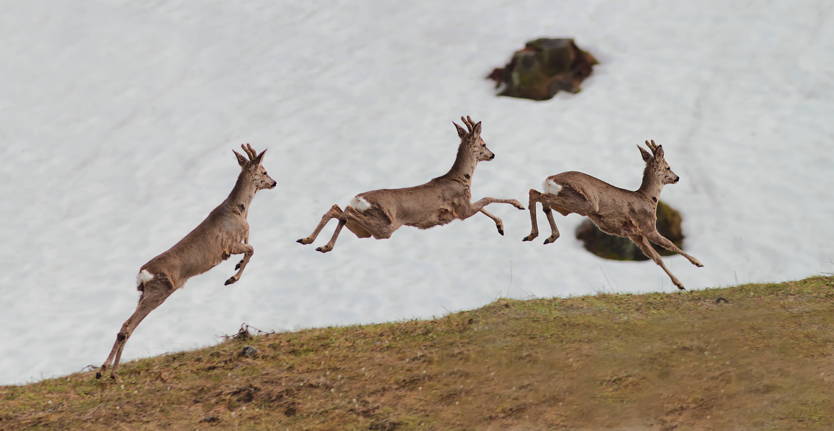 distribution - flight - landing