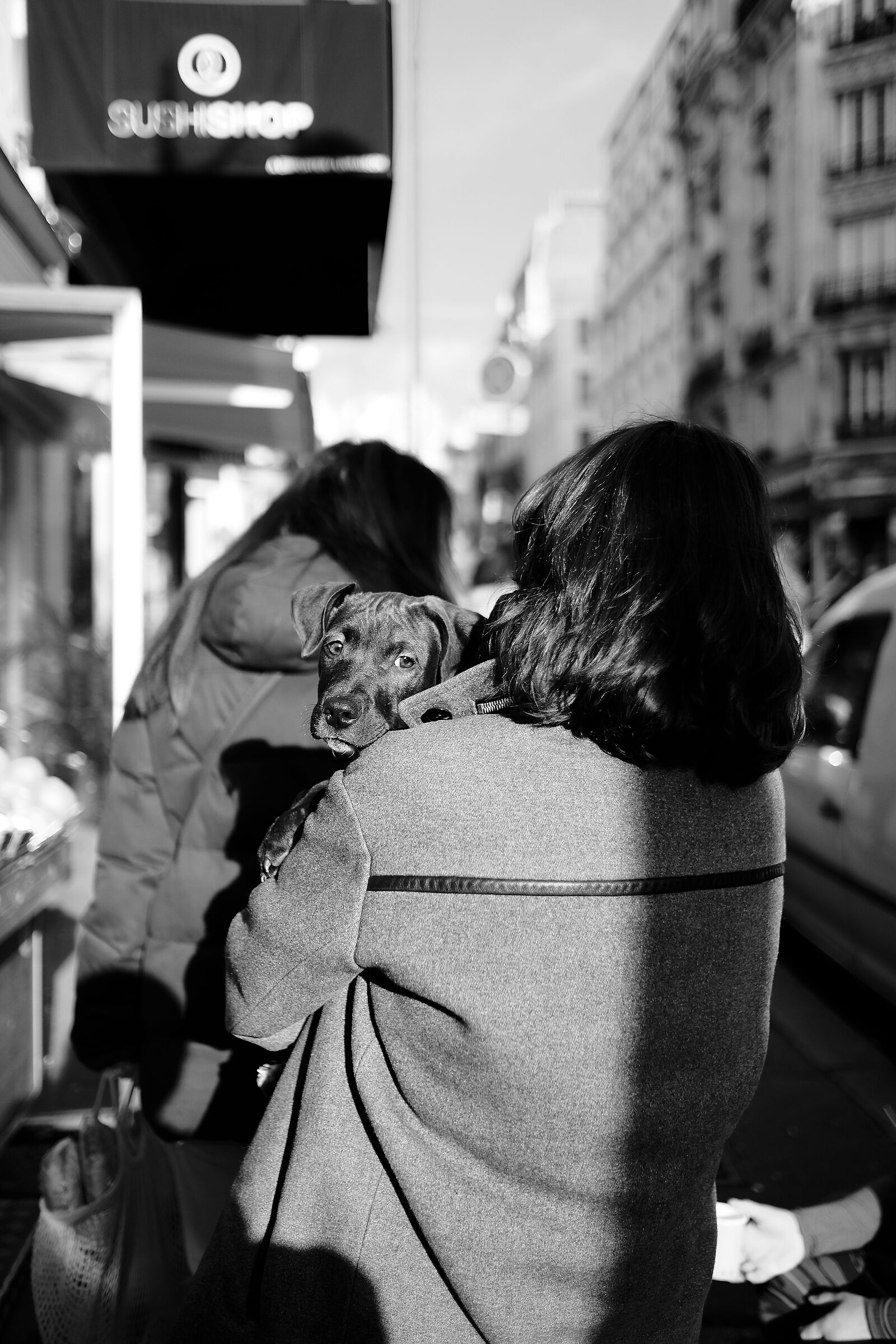 Dog's Eyes (Monmartre Paris)