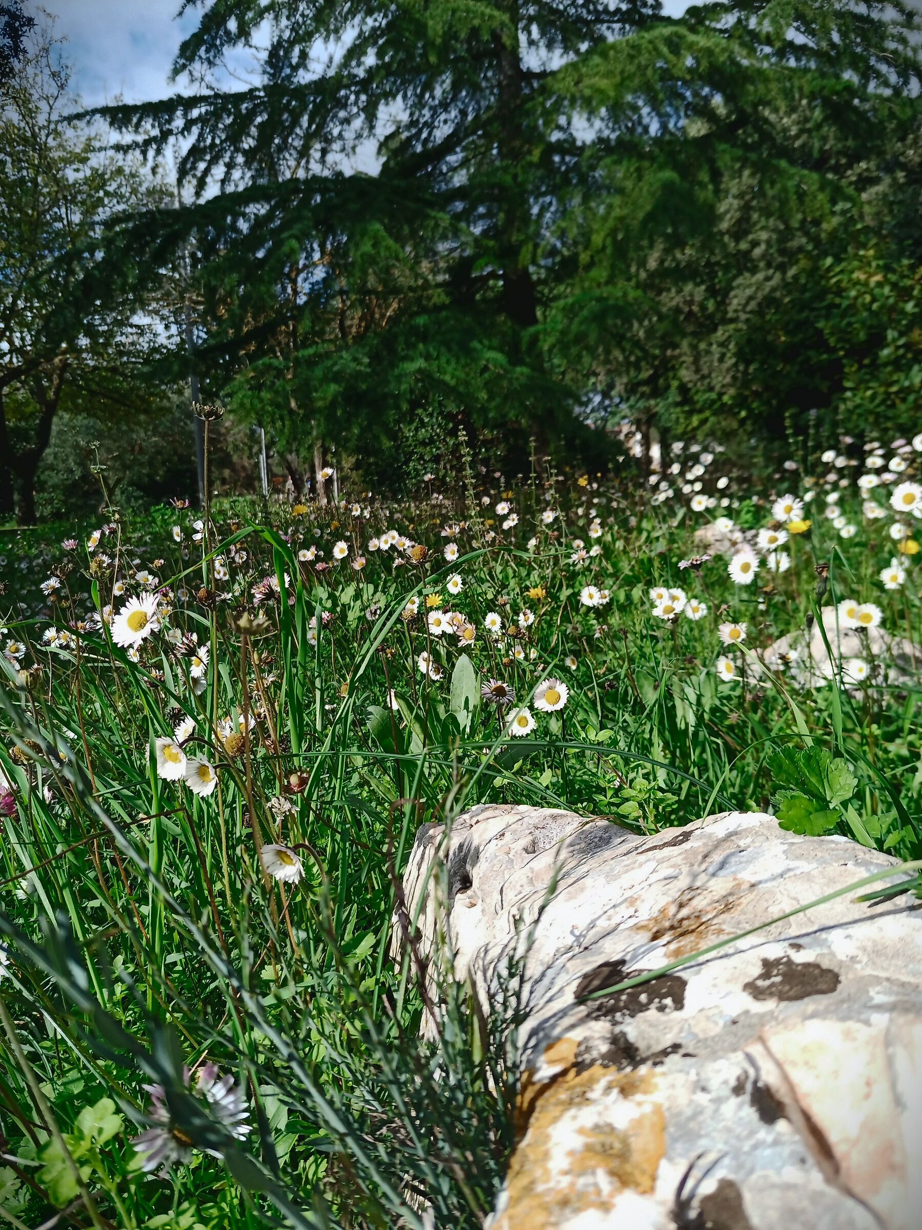 Fiori di campo