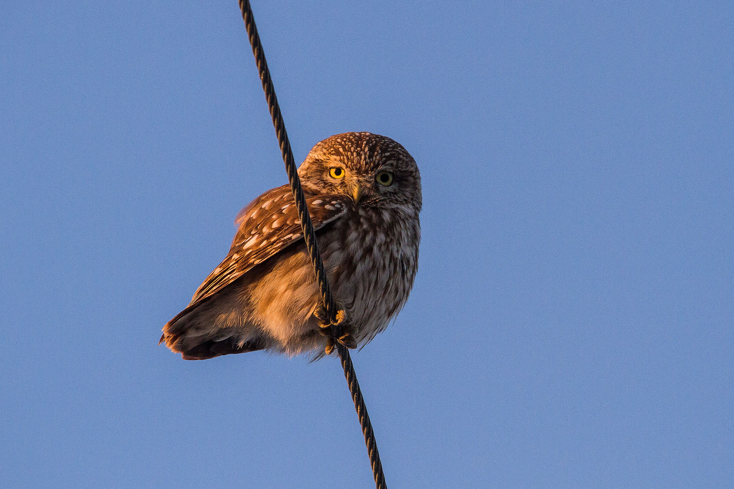 Lo sguardo della civetta
