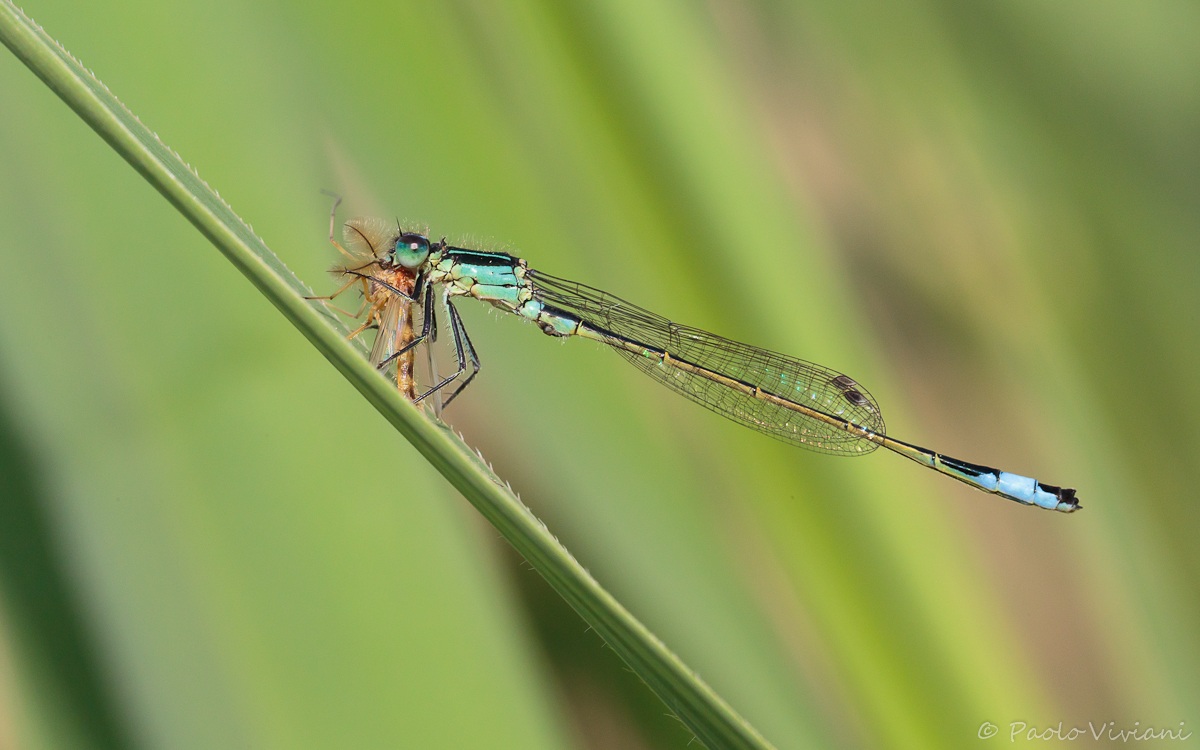 Damigella a colazione