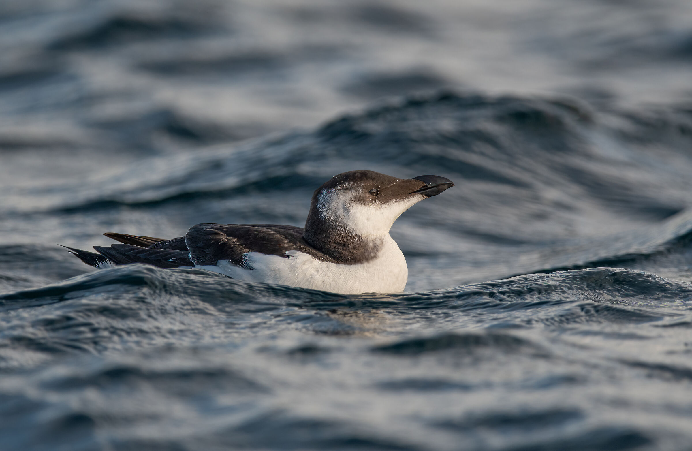razorbill