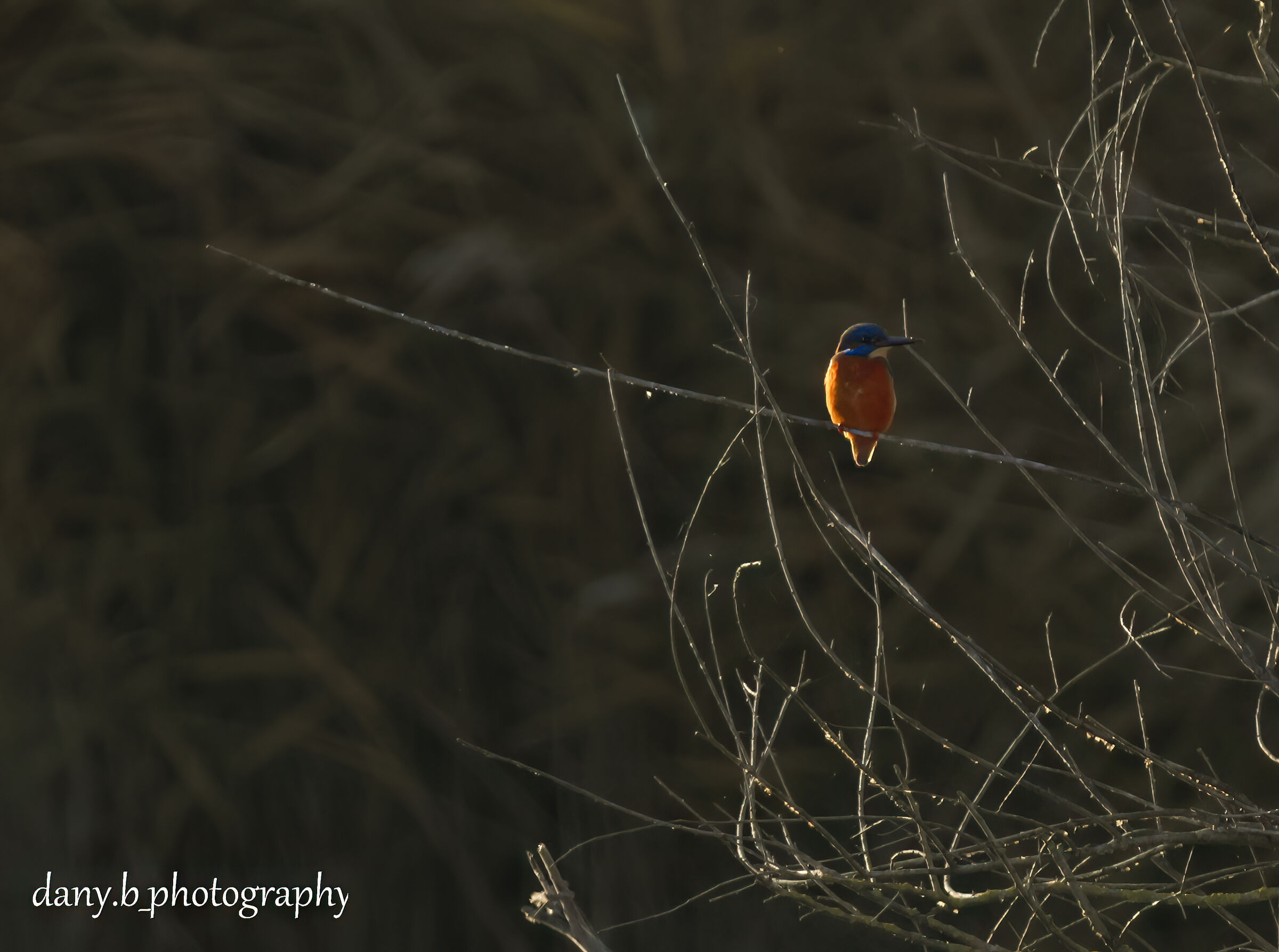 Kingfisher and his silhouette