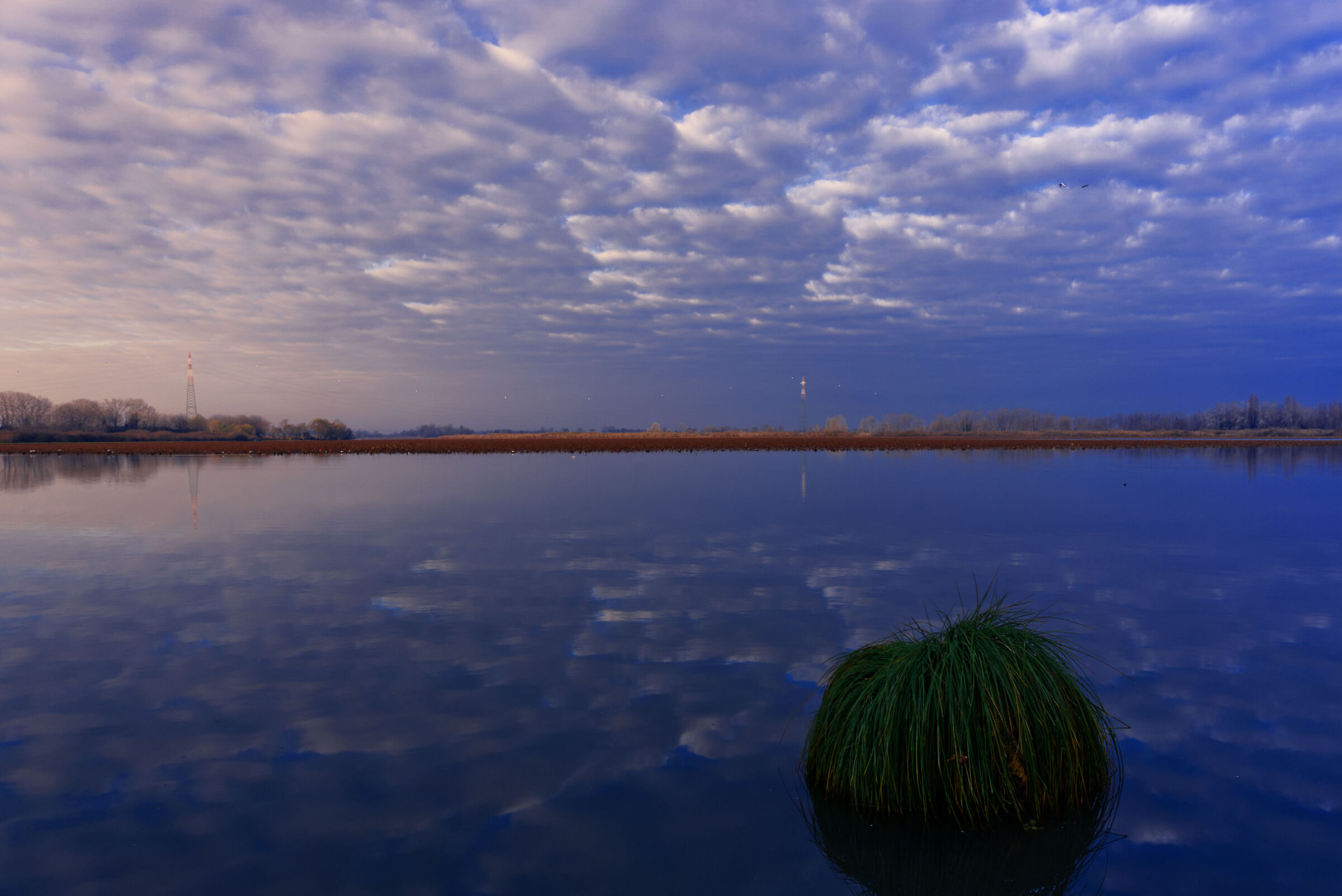 Un cespuglio in mezzo al lago osserva l'alba