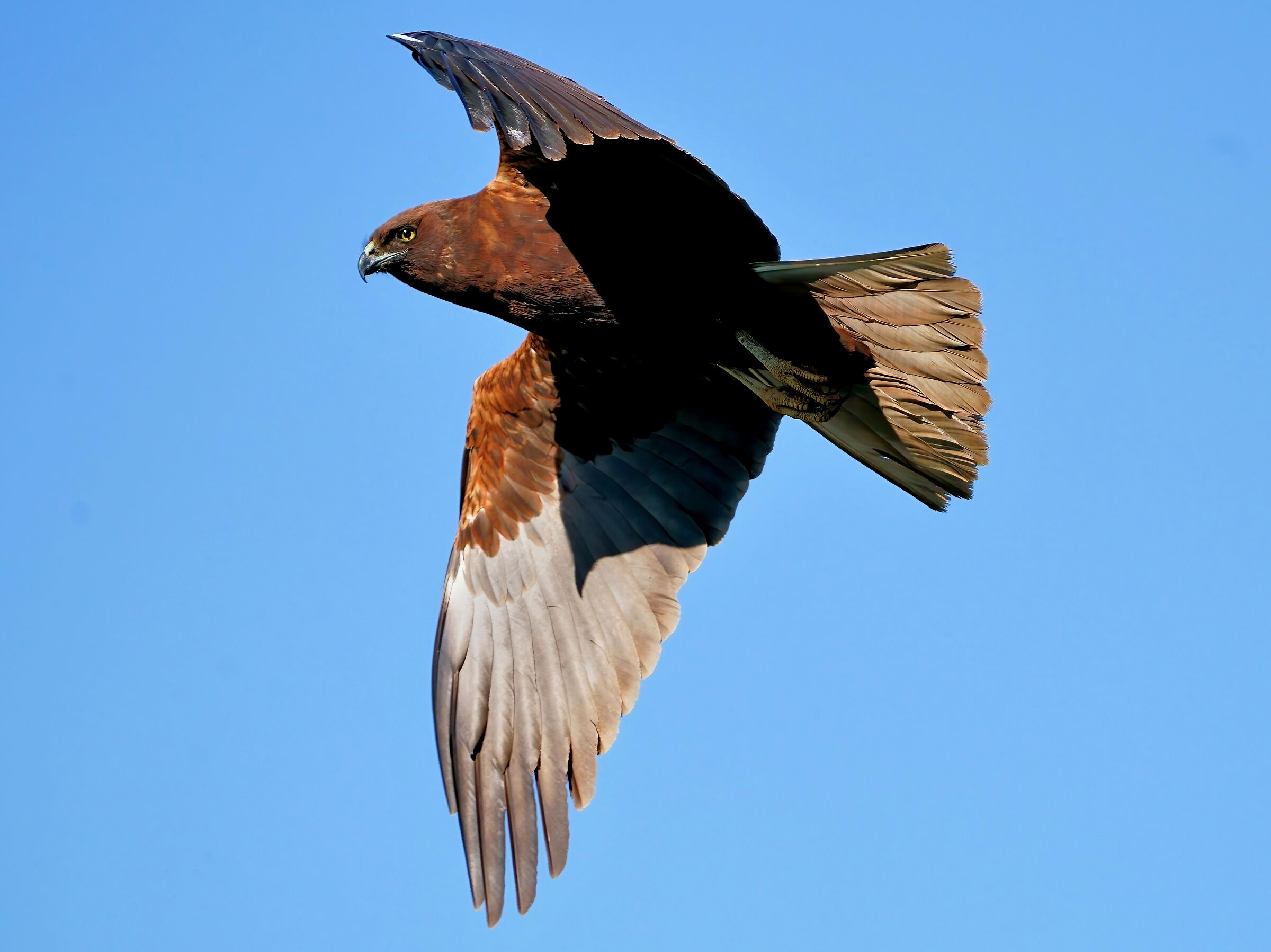 Marsh harrier (Circus aeruginosus)