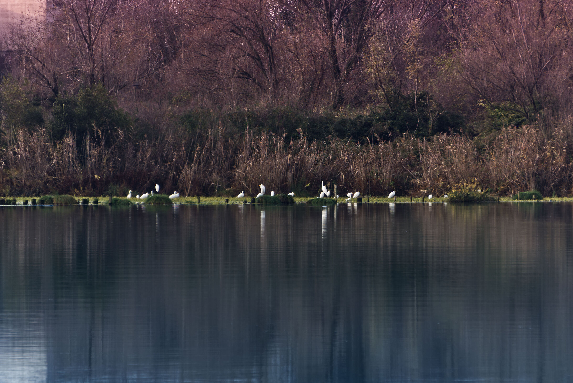 Dove osano le cicogne