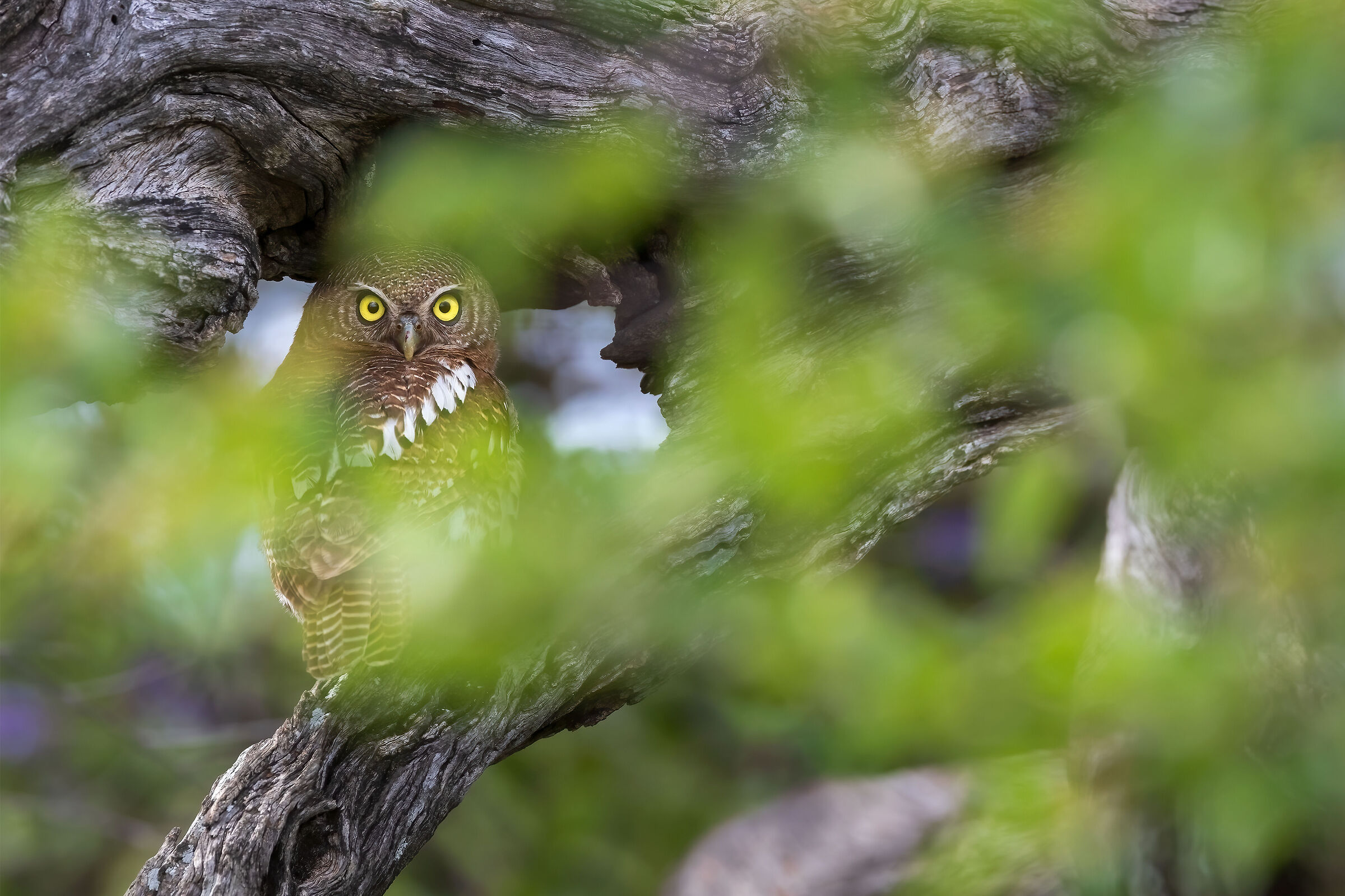 Civetta nana del Capo