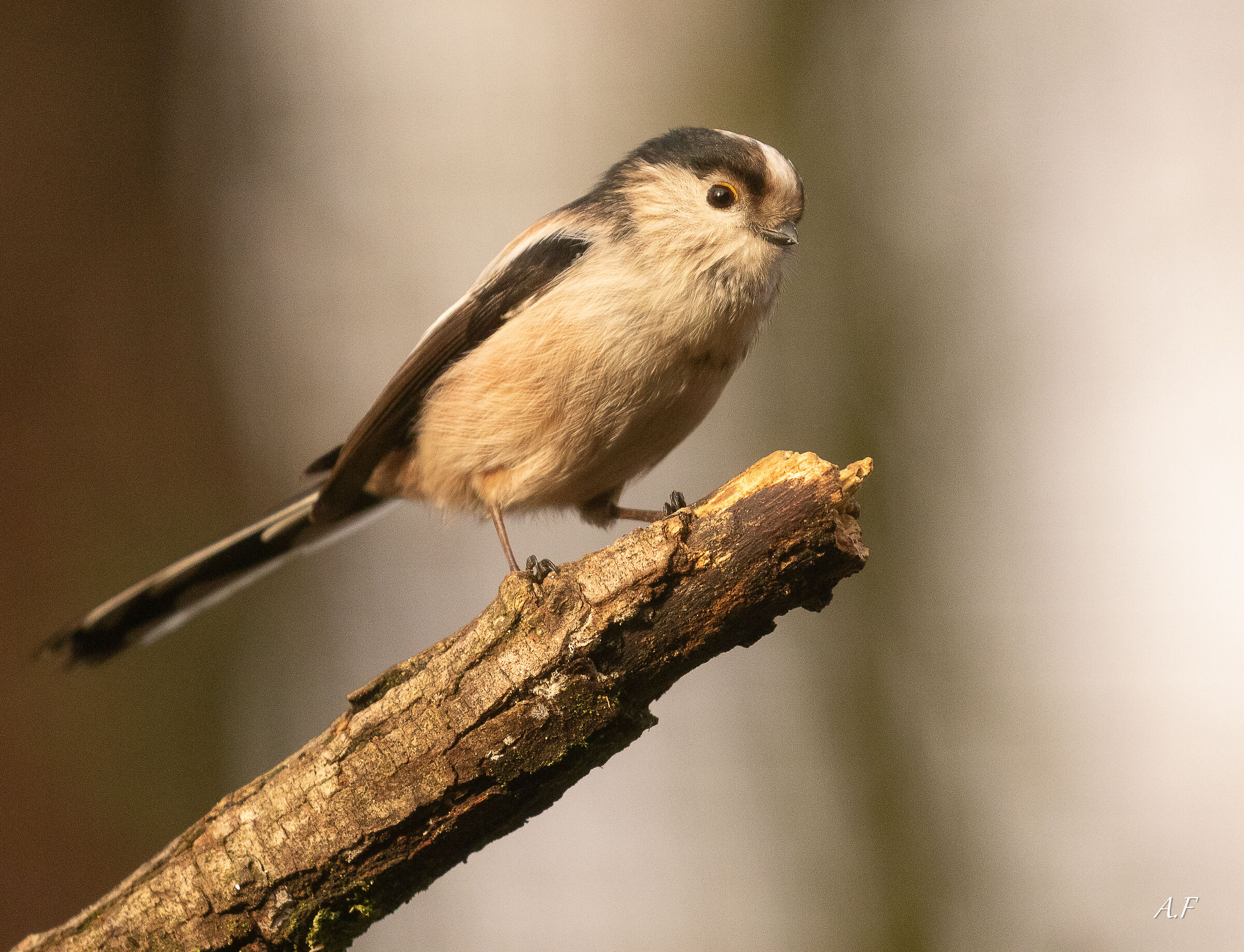 Long-tailed