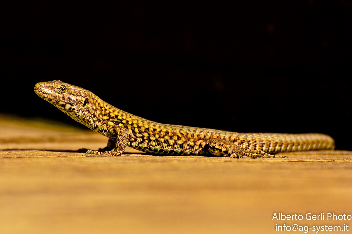 Baciata dal sole radente