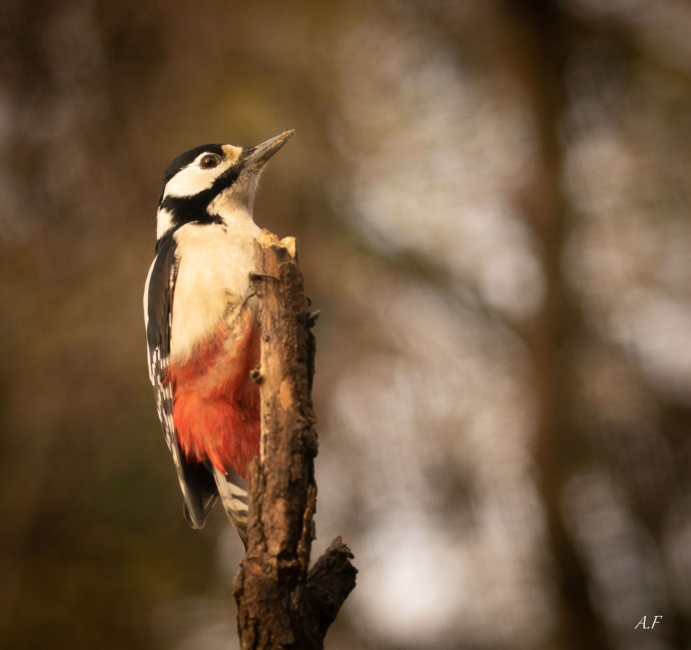 Greater spotted woodpecker