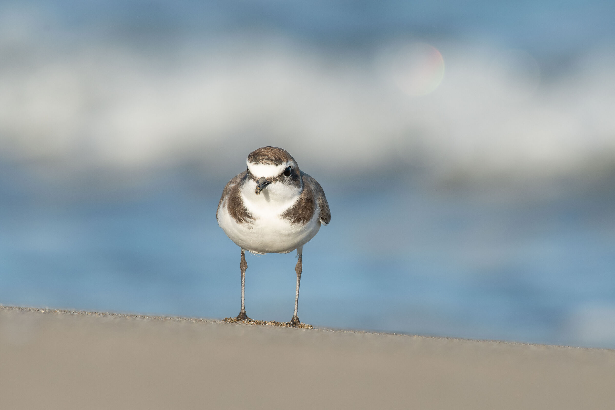 Fratino male winter 2022 Sicily
