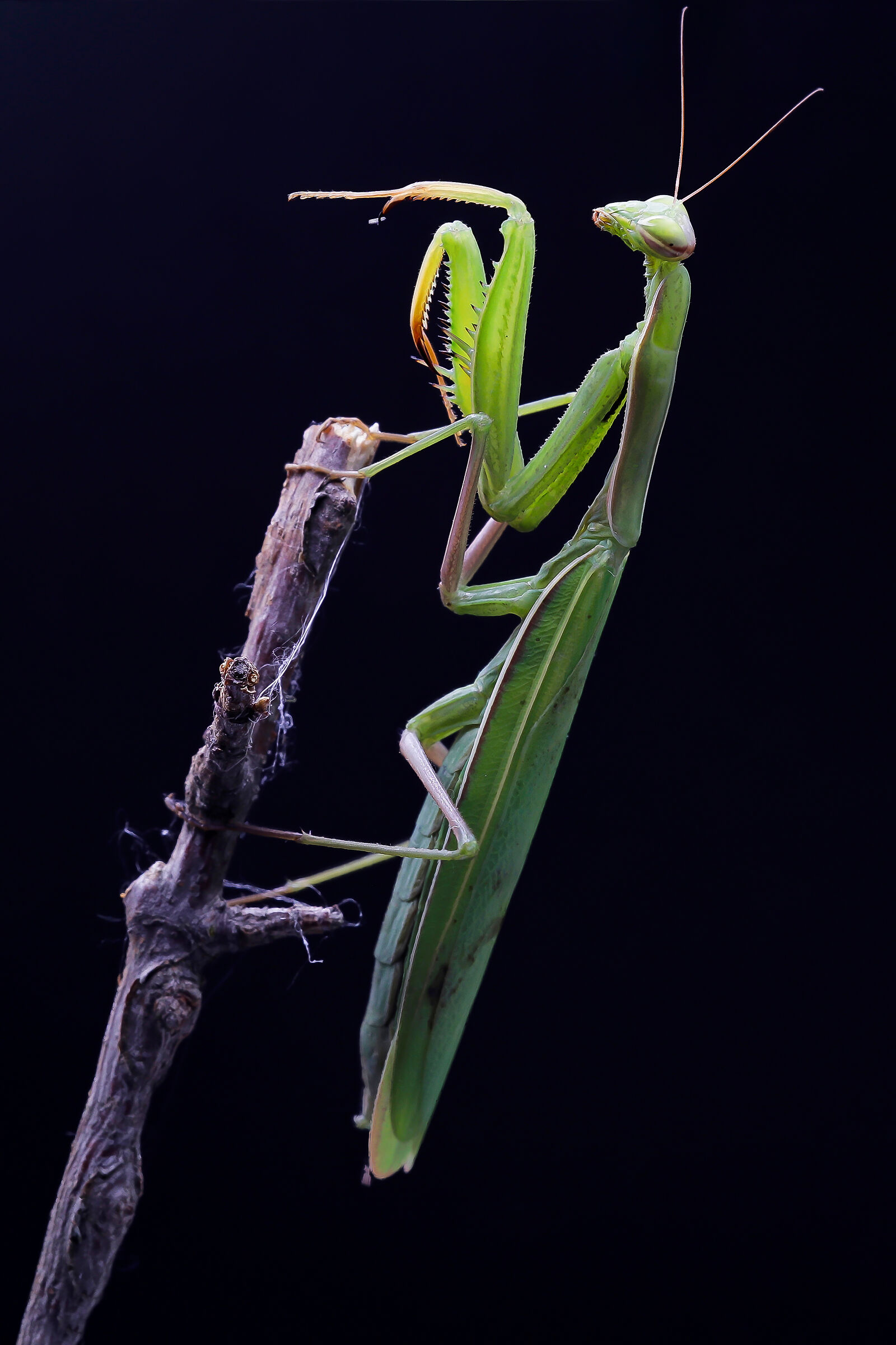 Mantis religiosa