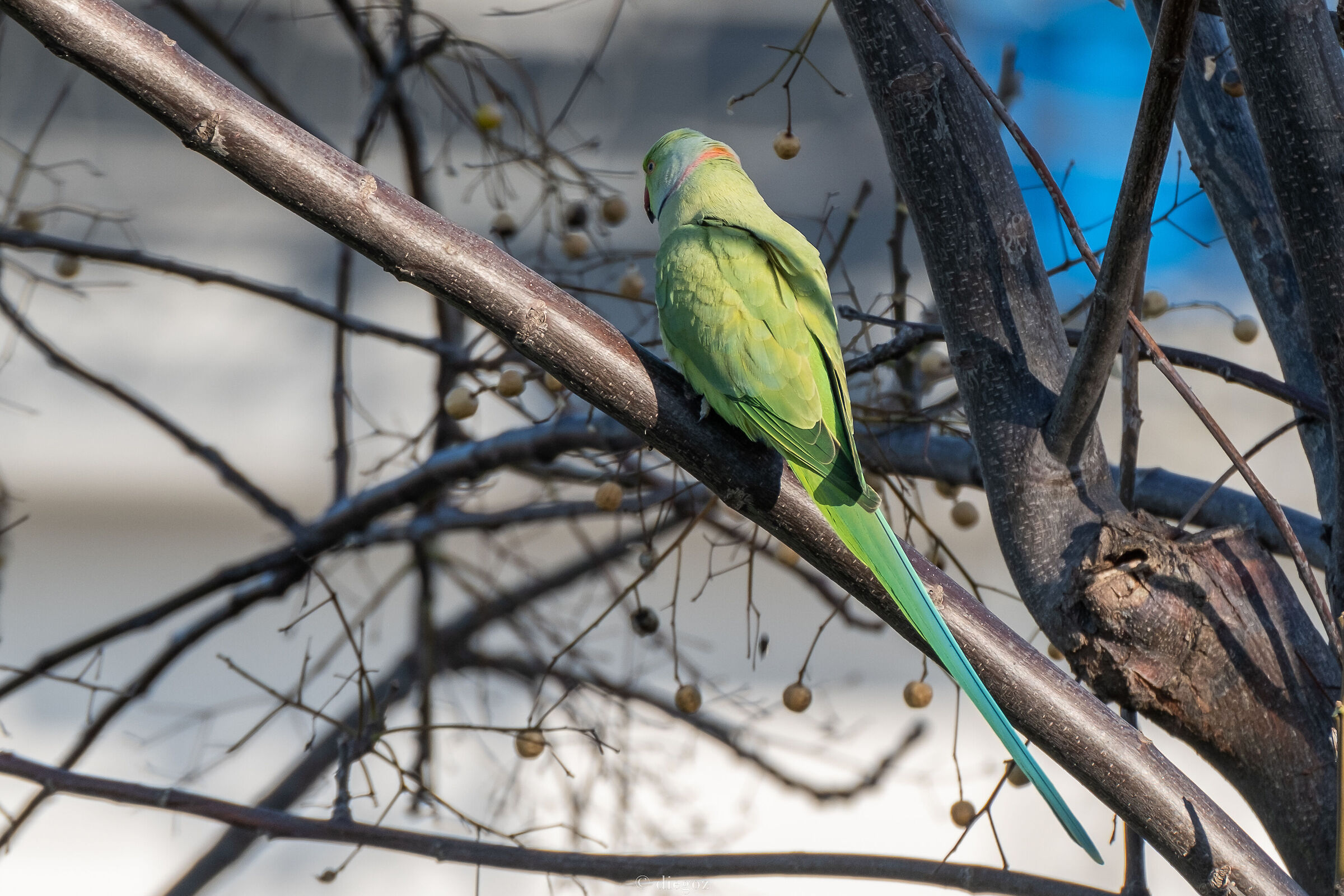 Parrocchetto dal collare