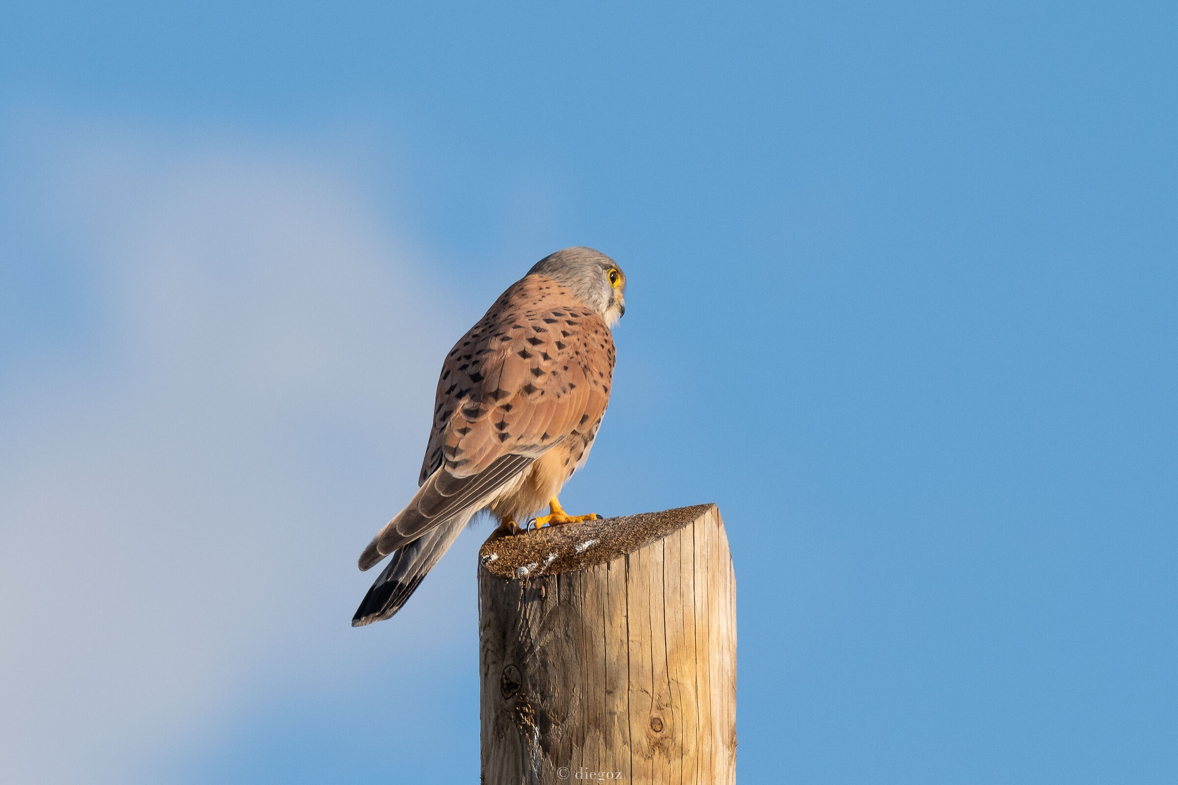 quasi quasi...caccio