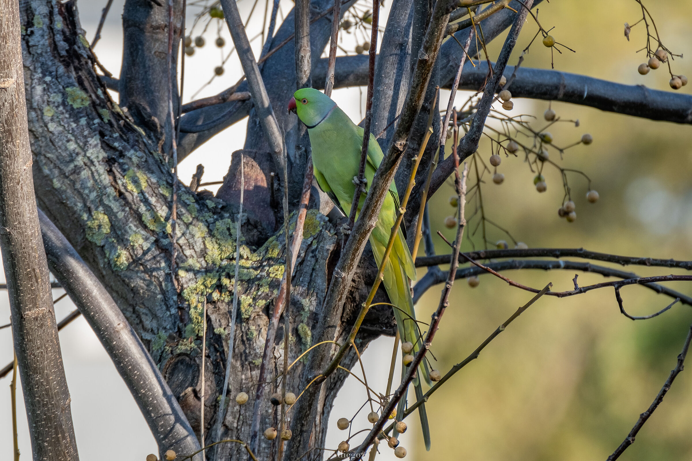 Parrocchetto dal collare