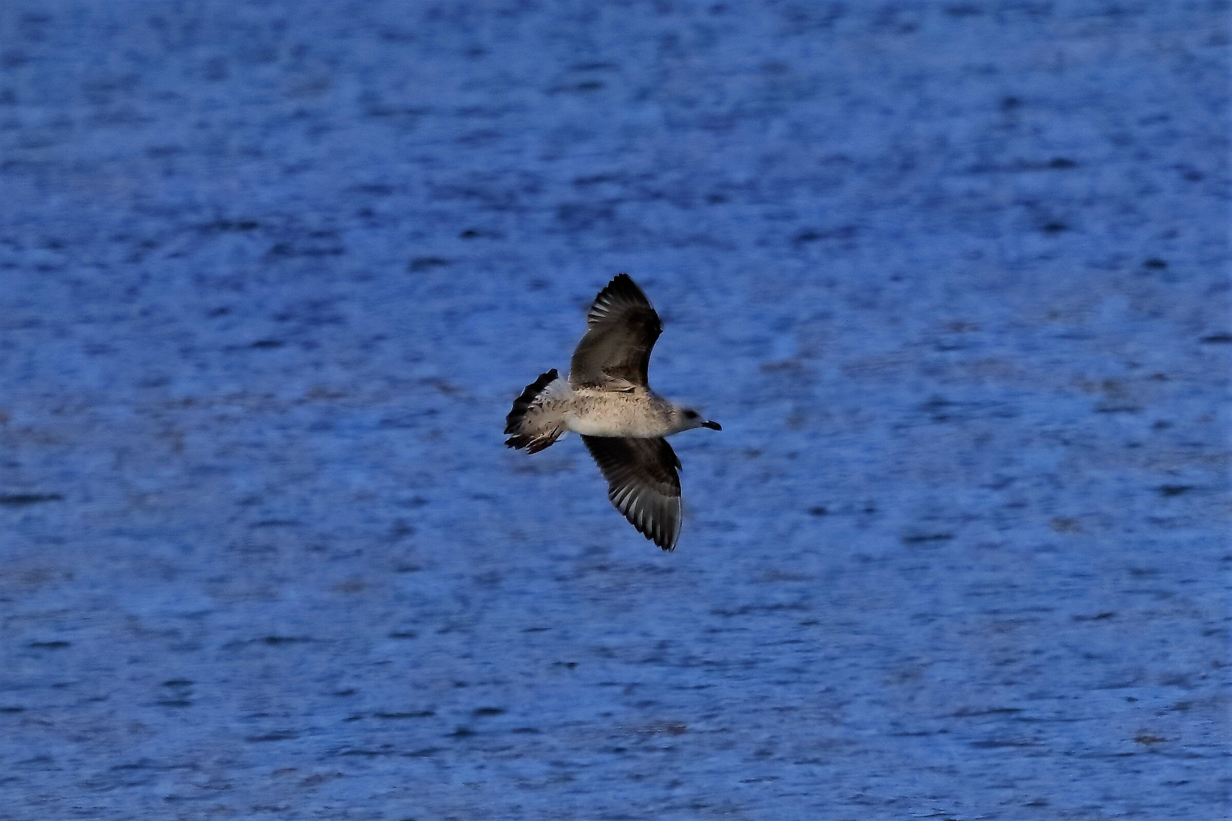 Gabbiano reale 27-11-2022