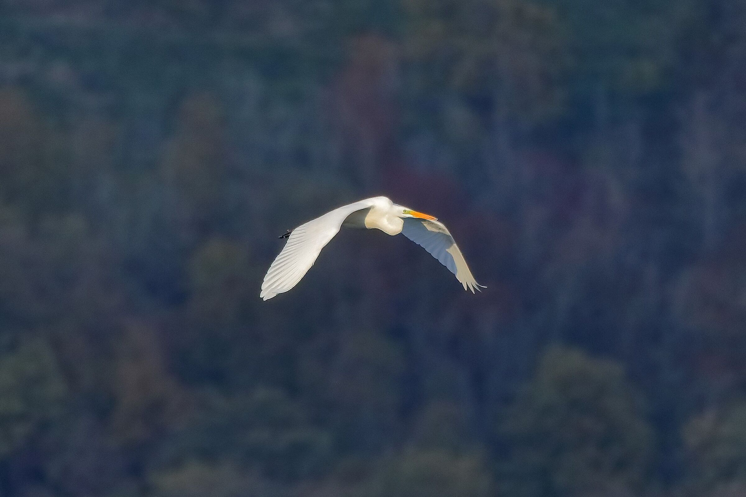 airone bm 27-11-2022