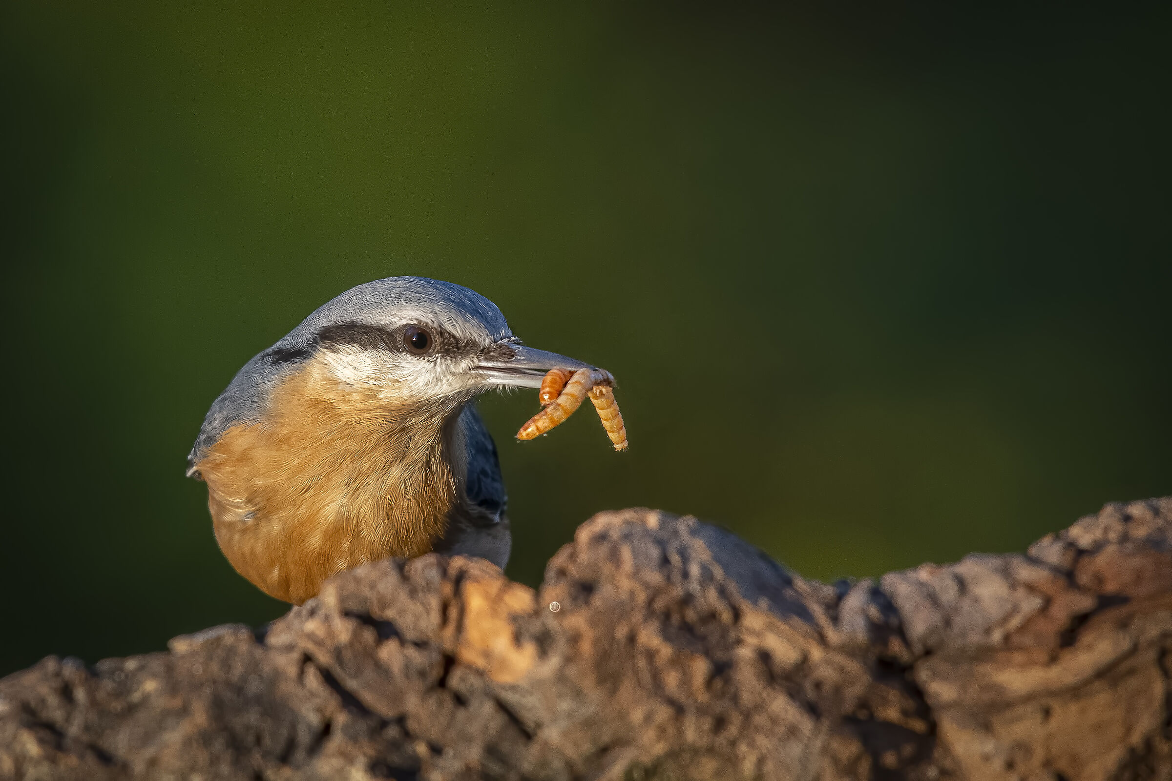 Wood nuthatch
