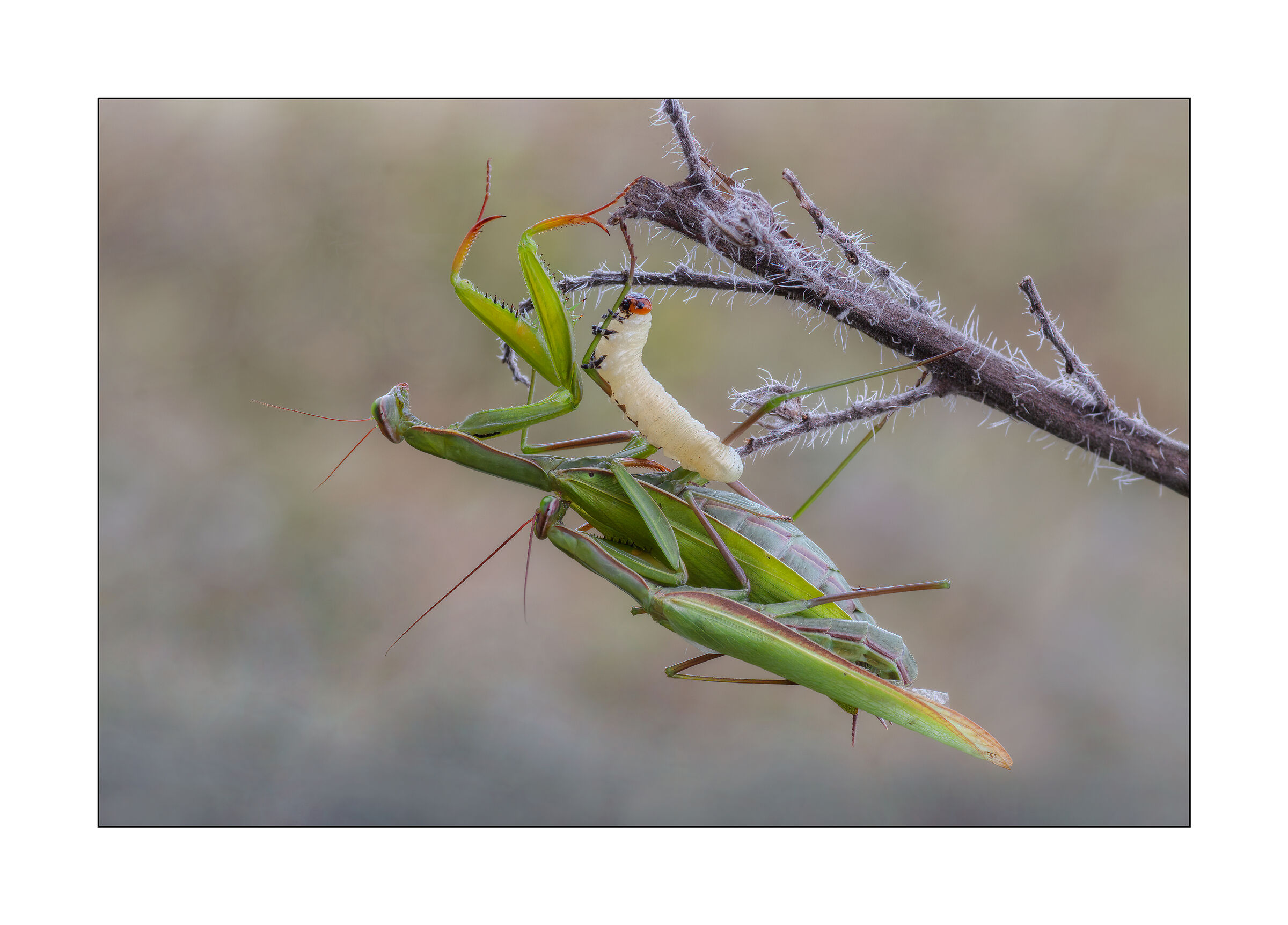 il pericolo è il mio mestiere