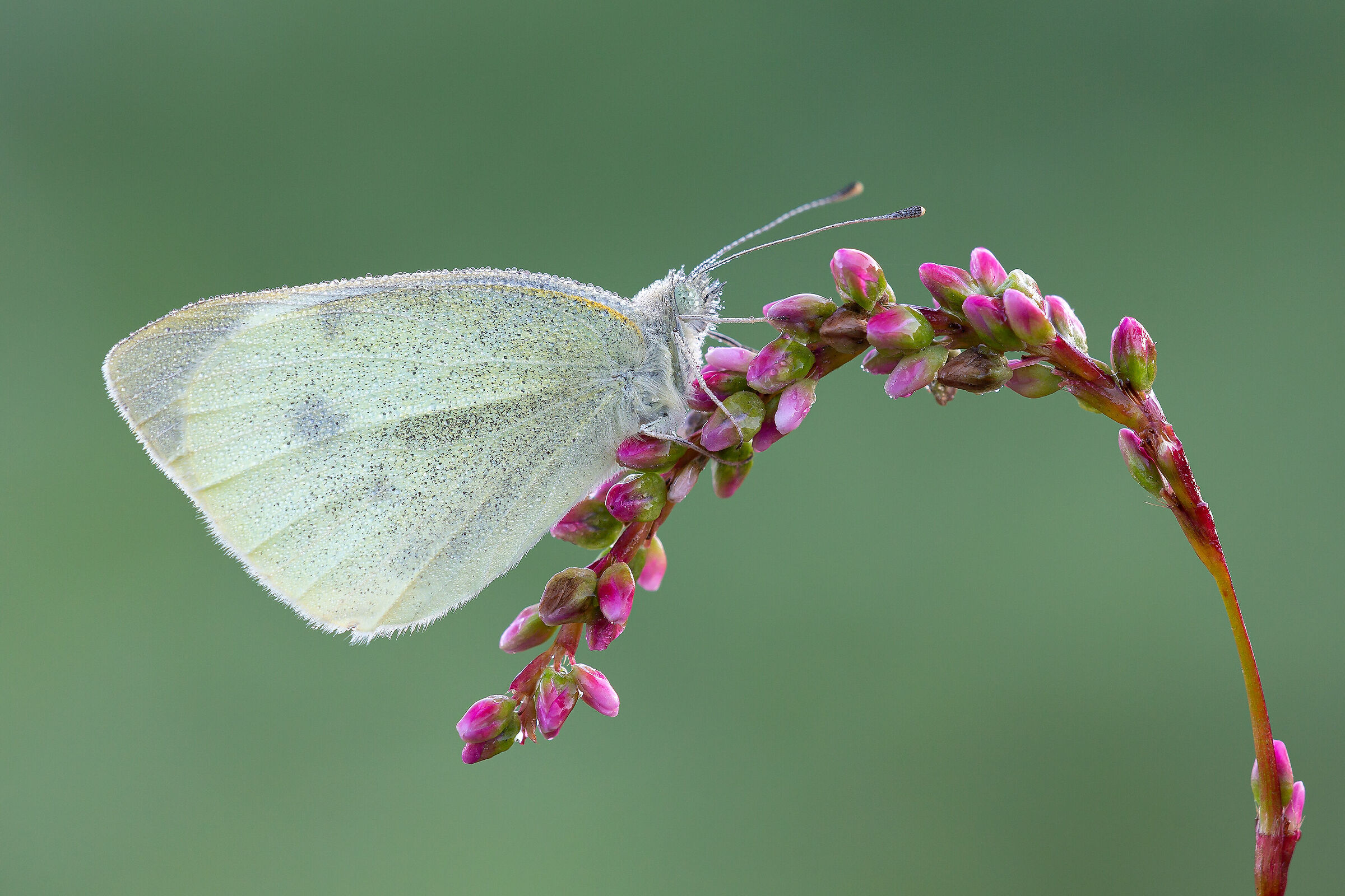 Pieris rapae
