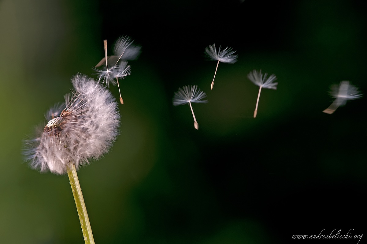 La vita e' un soffio di vento ..........