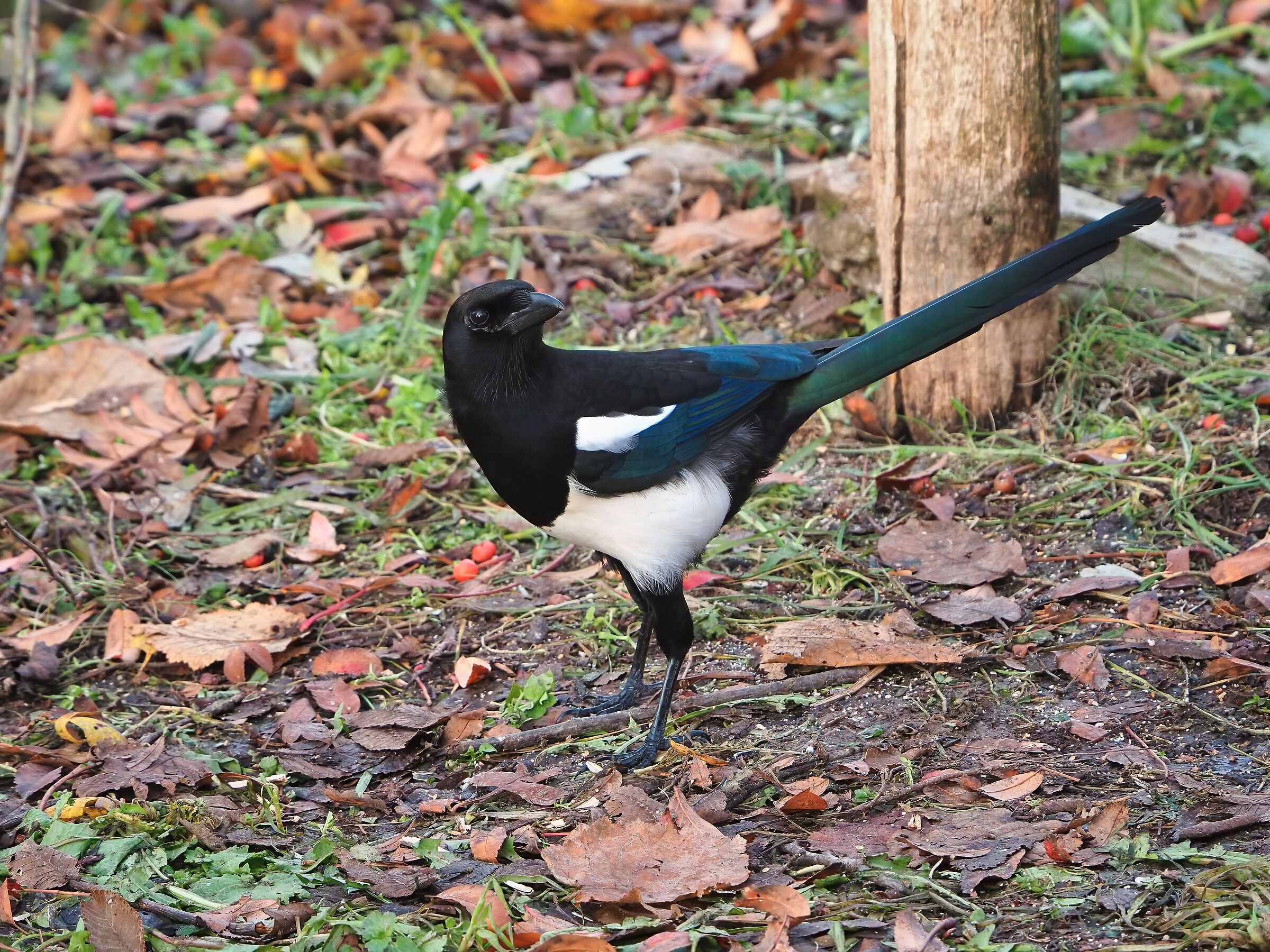 The colors of the Magpie