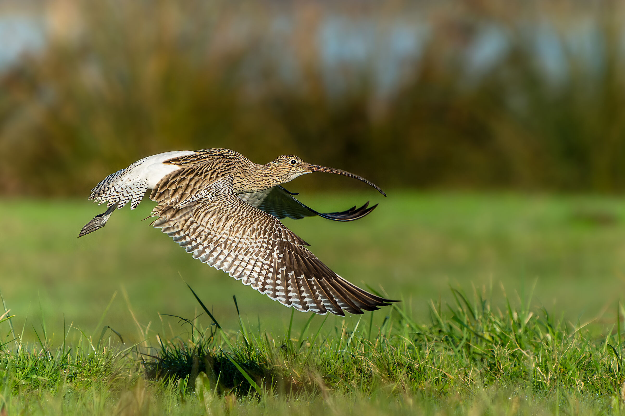 curlew greater
