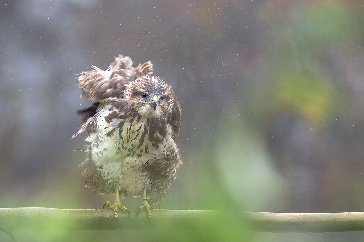 Buzzard in the rain