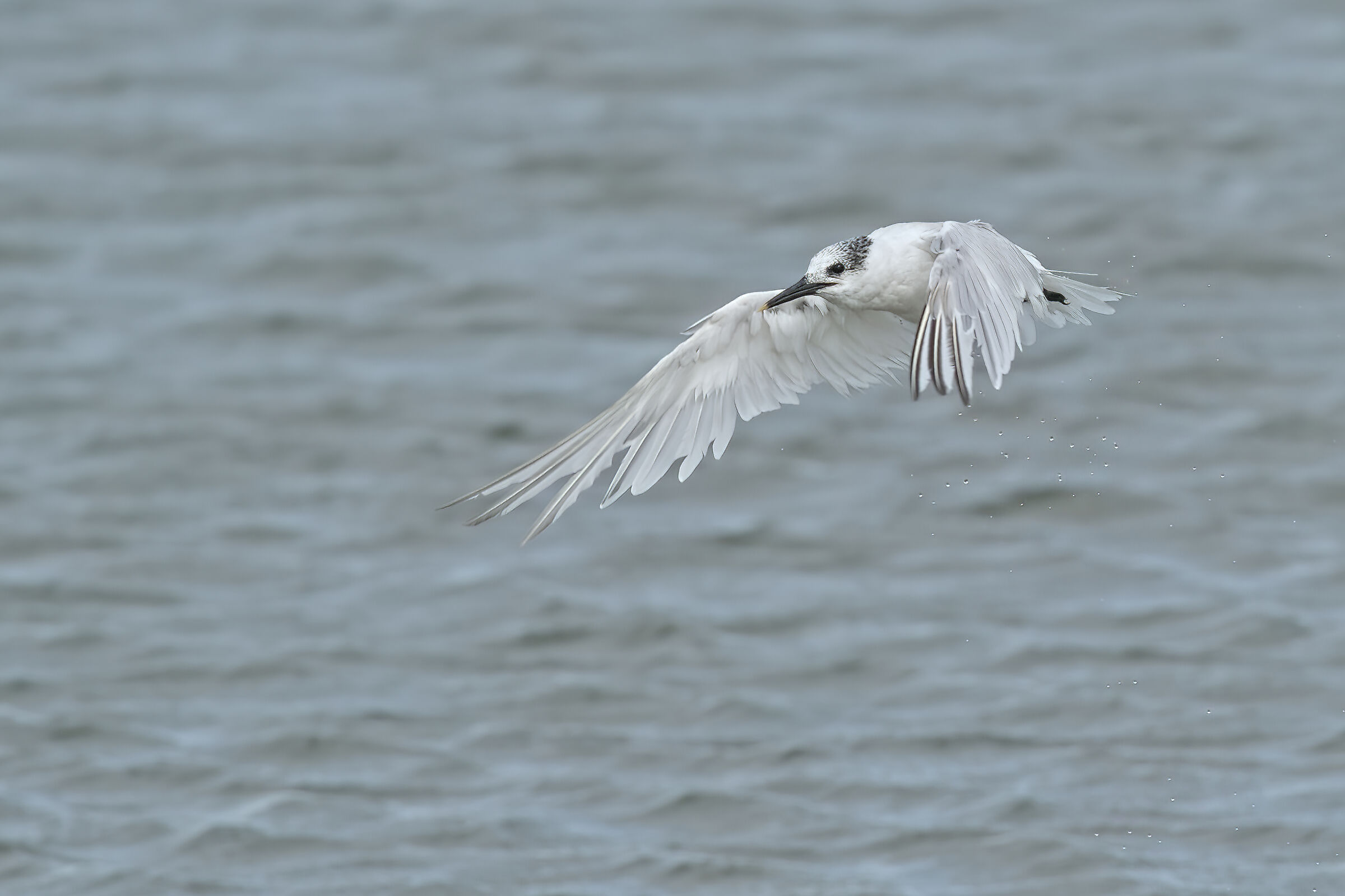 Sandwich tern