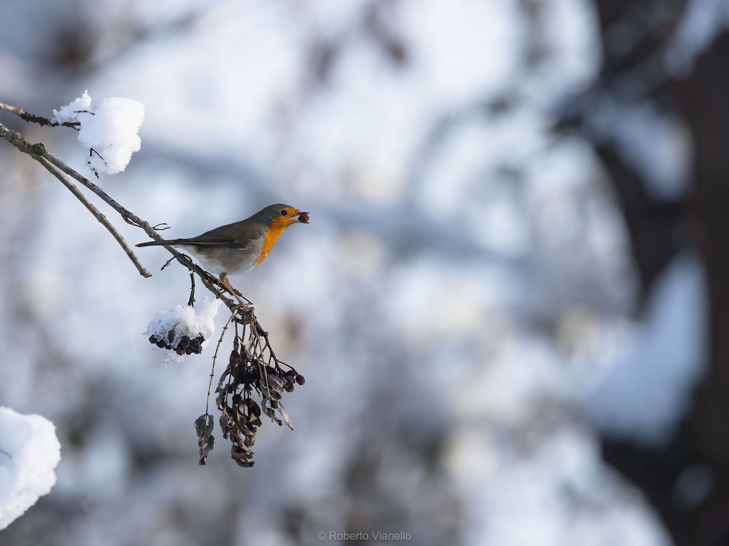 Pettirosso (Erithacus rubeola)